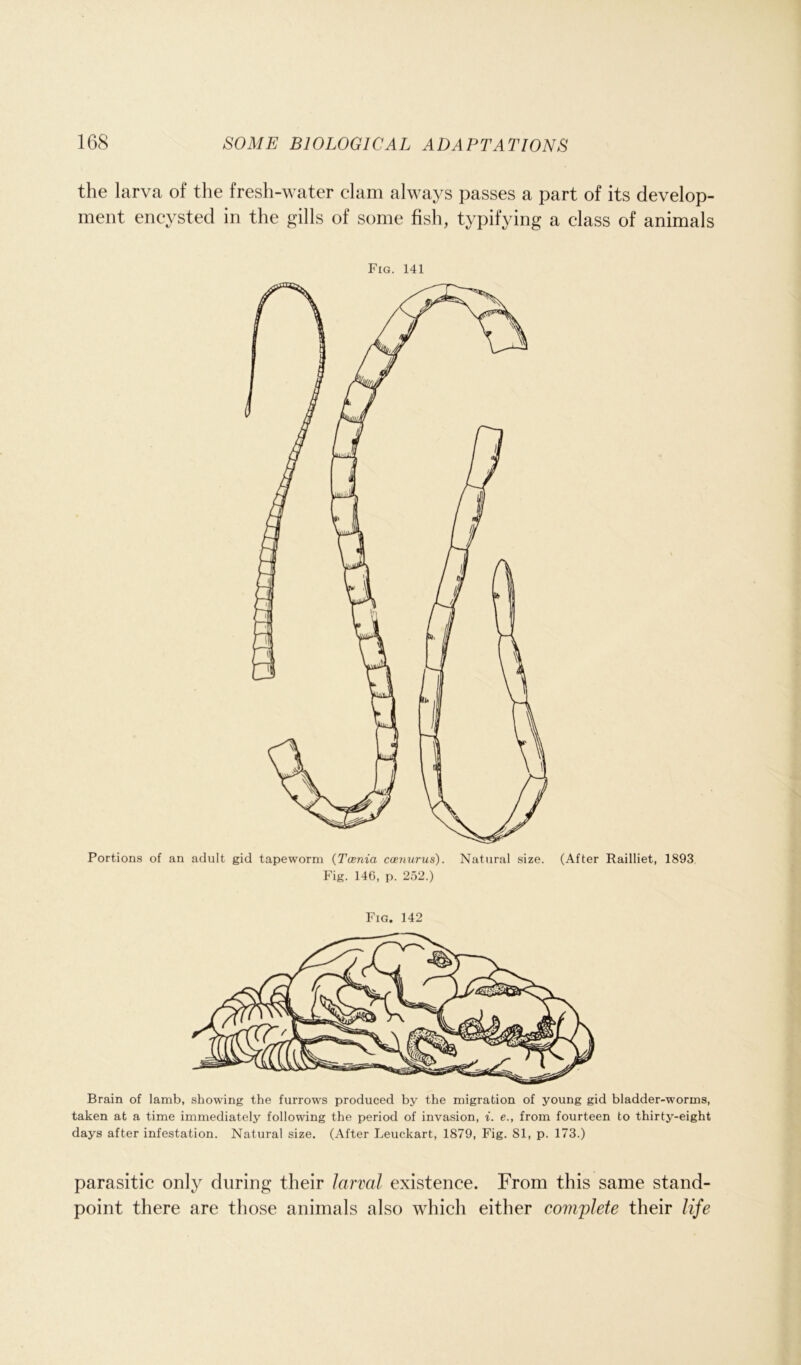 the larva of the fresh-water clam always passes a part of its develop- ment encysted in the gills of some fish, typifying a class of animals Fig. 141 Portions of an adult gid tapeworm (Tcenia coenurus). Natural size. (After Railliet, 1893. Fig. 146, p. 252.) Fig. 142 Brain of lamb, showing the furrows produced by the migration of young gid bladder-worms, taken at a time immediately following the period of invasion, i. e., from fourteen to thirty-eight days after infestation. Natural size. (After Leuc.kart, 1879, Fig. 81, p. 173.) parasitic only during their larval existence. From this same stand- point there are those animals also which either complete their life