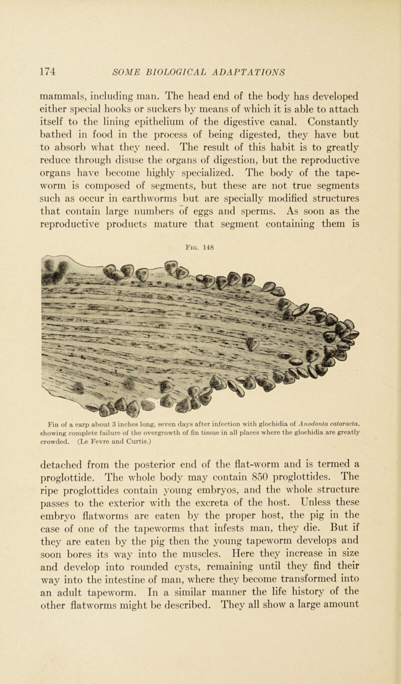 mammals, including man. The head end of the body has developed either special hooks or suckers by means of which it is able to attach itself to the lining epithelium of the digestive canal. Constantly bathed in food in the process of being digested, they have but to absorb what they need. The result of this habit is to greatly reduce through disuse the organs of digestion, but the reproductive organs have become highly specialized. The body of the tape- worm is composed of segments, but these are not true segments such as occur in earthworms but are specially modified structures that contain large numbers of eggs and sperms. As soon as the reproductive products mature that segment containing them is Fin of a carp about 3 inches long, seven days after infection with glochidia of Anodonta cataracta, showing complete failure of the overgrowth of fin tissue in all places where the glochidia are greatly crowded. (Le Fevre and Curtis.) detached from the posterior end of the flat-worm and is termed a proglottide. The whole body may contain 850 proglottides. The ripe proglottides contain young embryos, and the whole structure passes to the exterior with the excreta of the host. Unless these embryo flatworms are eaten by the proper host, the pig in the case of one of the tapeworms that infests man, they die. But if they are eaten by the pig then the young tapeworm develops and soon bores its way into the muscles. Here they increase in size and develop into rounded cysts, remaining until they find their way into the intestine of man, where they become transformed into an adult tapeworm. In a similar manner the life history of the other flatworms might be described. They all show a large amount