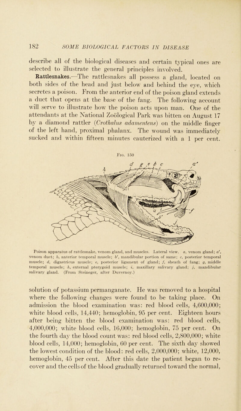 describe all of the biological diseases and certain typical ones are selected to illustrate the general principles involved. Rattlesnakes.—The rattlesnakes all possess a gland, located on both sides of the head and just below and behind the eye, which secretes a poison. From the anterior end of the poison gland extends a duct that opens at the base of the fang. The following account will serve to illustrate how the poison acts upon man. One of the attendants at the National Zoological Park was bitten on August 17 by a diamond rattler (Crothalus adamentens) on the middle finger of the left hand, proximal phalanx. The wound was immediately sucked and within fifteen minutes cauterized with a 1 per cent. Fig. 150 Poison apparatus of rattlesnake, venom gland, and muscles. Lateral view, a, venom gland; a', venom duct; b, anterior temporal muscle; b'} mandibular portion of same; c, posterior temporal muscle; d, digastricus muscle; e, posterior ligament of gland; /, sheath of fang; g, middle temporal muscle; h, external pterygoid muscle; i, maxillary salivary gland; j, mandibular salivary gland. (From Steineger, after Duvernoy.) solution of potassium permanganate. He was removed to a hospital where the following changes were found to be taking place. On admission the blood examination was: red blood cells, 4,600,000; white blood cells, 14,440; hemoglobin, 95 per cent. Eighteen hours after being bitten the blood examination was: red blood cells, 4,000,000; white blood cells, 16,000; hemoglobin, 75 per cent. On the fourth day the blood count was: red blood cells, 2,800,000; white blood cells, 14,000; hemoglobin, 60 per cent. The sixth day showed the lowest condition of the blood: red cells, 2,000,000; white, 12,000, hemoglobin, 45 per cent. After this date the patient began to re- cover and the cells of the blood gradually returned toward the normal,