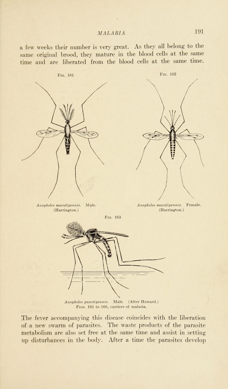 a few weeks their number is very great. As they all belong to the same original brood, they mature in the blood cells at the same time and are liberated from the blood cells at the same time. Fig. 161 Anopheles maculipennis. Male. (Harrington.) Fig. 162 Anopheles maculipennis. Female. (Harrington.) Fig. 163 The fever accompanying this disease coincides with the liberation of a new swarm of parasites. The waste products of the parasite metabolism are also set free at the same time and assist in setting up disturbances in the body. After a time the parasites develop Anopheles punctipennis. Male. (After Howard.) Figs. 161 to 166, carriers of malaria.