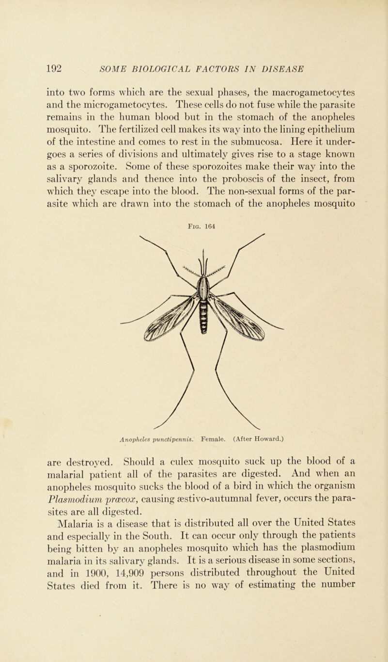 into two forms which are the sexual phases, the macrogametocytes and the mierogametocytes. These cells do not fuse while the parasite remains in the human blood but in the stomach of the anopheles mosquito. The fertilized cell makes its way into the lining epithelium of the intestine and comes to rest in the submucosa. Here it under- goes a series of divisions and ultimately gives rise to a stage known as a sporozoite. Some of these sporozoites make their way into the salivary glands and thence into the proboscis of the insect, from which they escape into the blood. The non-sexual forms of the par- asite which are drawn into the stomach of the anopheles mosquito Fig. 164 Anopheles punctipennis. Female. (After Howard.) are destroyed. Should a culex mosquito suck up the blood of a malarial patient all of the parasites are digested. And when an anopheles mosquito sucks the blood of a bird in which the organism Plasmodium prcecox, causing aestivo-autumnal fever, occurs the para- sites are all digested. Malaria is a disease that is distributed all over the United States and especially in the South. It can occur only through the patients being bitten by an anopheles mosquito which has the plasmodium malaria in its salivary glands. It is a serious disease in some sections, and in 1900, 14,909 persons distributed throughout the United States died from it. There is no way of estimating the number