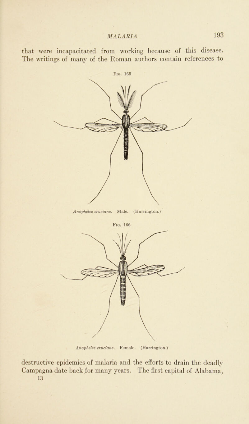 that were incapacitated from working because of this disease. The writings of many of the Roman authors contain references to Fig. 165 Anopheles crucians. Male. (Harrington.) Fig. 166 Anopheles crucians. Female. (Harrington.) destructive epidemics of malaria and the efforts to drain the deadly Campagna date back for many years. The first capital of Alabama, 13