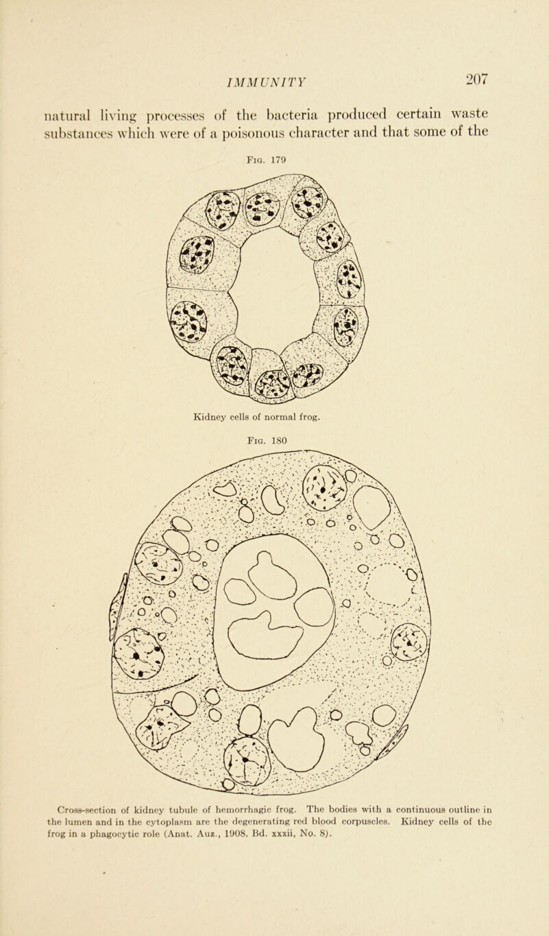 IMMUNITY natural living processes of the bacteria produced certain waste substances which were of a poisonous character and that some of the Fig. 179 Kidney cells of normal frog. Fig. 180 Cross-section of kidney tubule of hemorrhagic frog. The bodies with a continuous outline in the lumen and in the cytoplasm are the degenerating red blood corpuscles. Kidney cells of the frog in a phagocytic role (Anat. Auz., 1908, Bd. xxxii, No. 8).