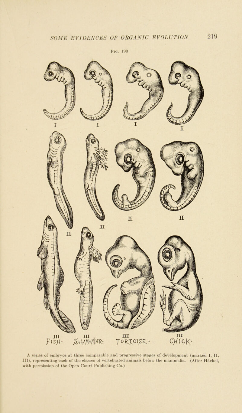 Fig. 190 in in , hi m F's^- c>/rc,K- A series of embryos at three comparable and progressive stages of development (marked I, II, III), representing each of the classes of vertebrated animals below the mammalia. (After Hackel,