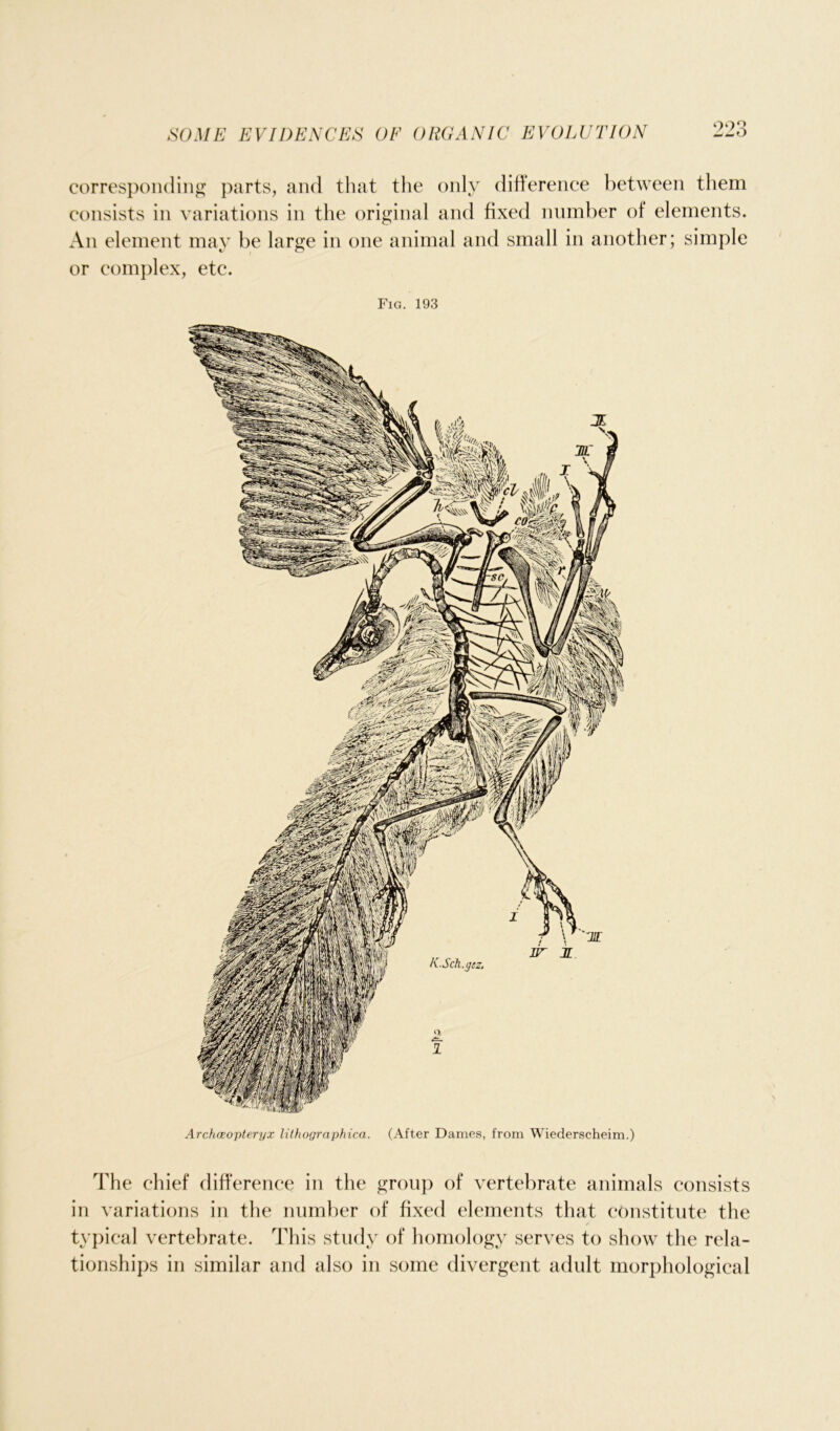 corresponding parts, and that the only difference between them consists in variations in the original and fixed number of elements. An element may be large in one animal and small in another; simple or complex, etc. Fig. 193 Archceopteryx lithographica. (After Dames, from Wiederscheim.) The chief difference in the group of vertebrate animals consists in variations in the number of fixed elements that constitute the typical vertebrate. This study of homology serves to show the rela- tionships in similar and also in some divergent adult morphological