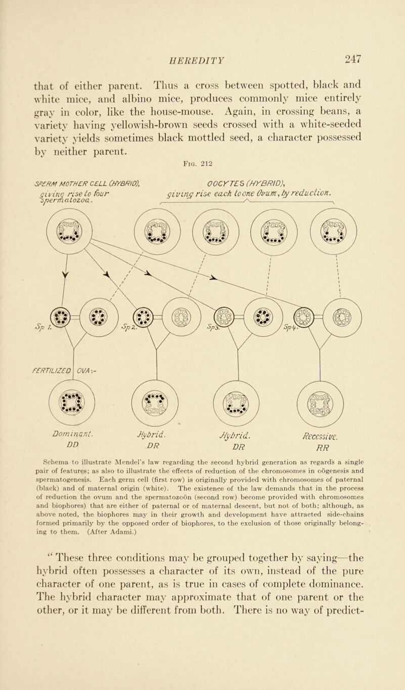 that of either parent. Thus a cross between spotted, black and white mice, and albino mice, produces commonly mice entirely gray in color, like the house-mouse. Again, in crossing beans, a variety having yellowish-brown seeds crossed with a white-seeded variety yields sometimes black mottled seed, a character possessed by neither parent. Fig. 212 SPERM MOTHER CELL (HYBRID), OOCYTES (HYBRID), giving rise to four giving rise each to one Ovum, by reduction, spermatozoa. / /\ Schema to illustrate Mendel’s law regarding the second hybrid generation as regards a single pair of features; as also to illustrate the effects of reduction of the chromosomes in oogenesis and spermatogenesis. Each germ cell (first row) is originally provided with chromosomes of paternal (black) and of maternal origin (white). The existence of the law demands that in the process of reduction the ovum and the spermatozoon (second row) become provided with chromosomes and biophores) that are either of paternal or of maternal descent, but not of both; although, as above noted, the biophores may in their growth and development have attracted side-chains formed primarily by the opposed order of biophores, to the exclusion of those originally belong- ing to them. (After Adami.) “ These three conditions may be grouped together by saying—the hybrid often possesses a character of its own, instead of the pure character of one parent, as is true in cases of complete dominance. The hybrid character may approximate that of one parent or the other, or it may lie different from both. There is no way of predict-