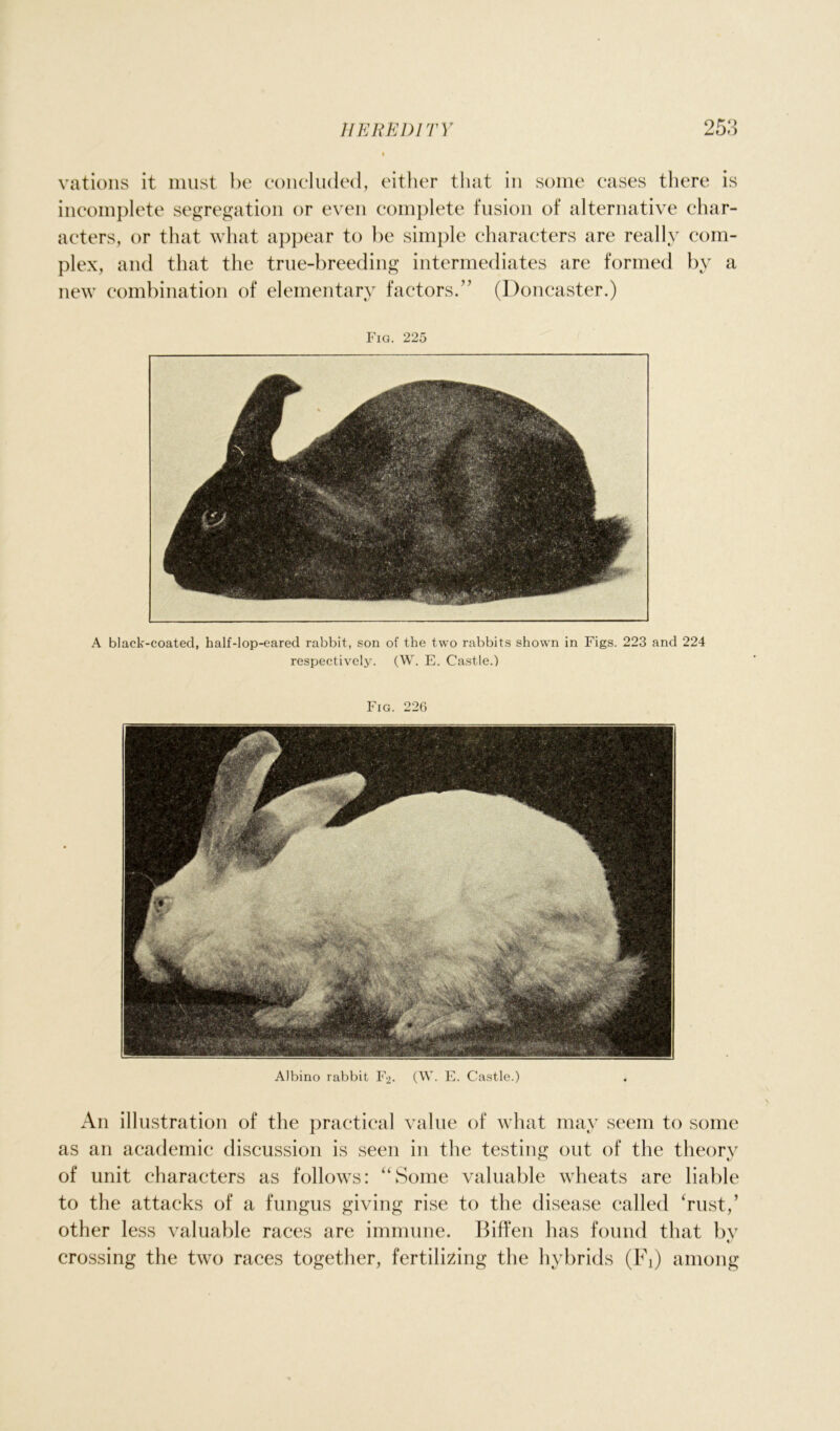 rations it must be concluded, either that in some cases there is incomplete segregation or even complete fusion of alternative char- acters, or that what appear to be simple characters are really com- plex, and that the true-breeding intermediates are formed by a new combination of elementary factors.” (Doncaster.) Fig. 225 A black-coated, half-lop-eared rabbit, son of the two rabbits shown in Figs. 223 and 224 respectively. (W. E. Castle.) Fig. 226 Albino rabbit F2. (W. E. Castle.) An illustration of the practical value of what may seem to some as an academic discussion is seen in the testing out of the theory of unit characters as follows: “Some valuable wheats are liable to the attacks of a fungus giving rise to the disease called ‘rust,’ other less valuable races are immune. Biffen has found that bv t/ crossing the two races together, fertilizing the hybrids (Fi) among