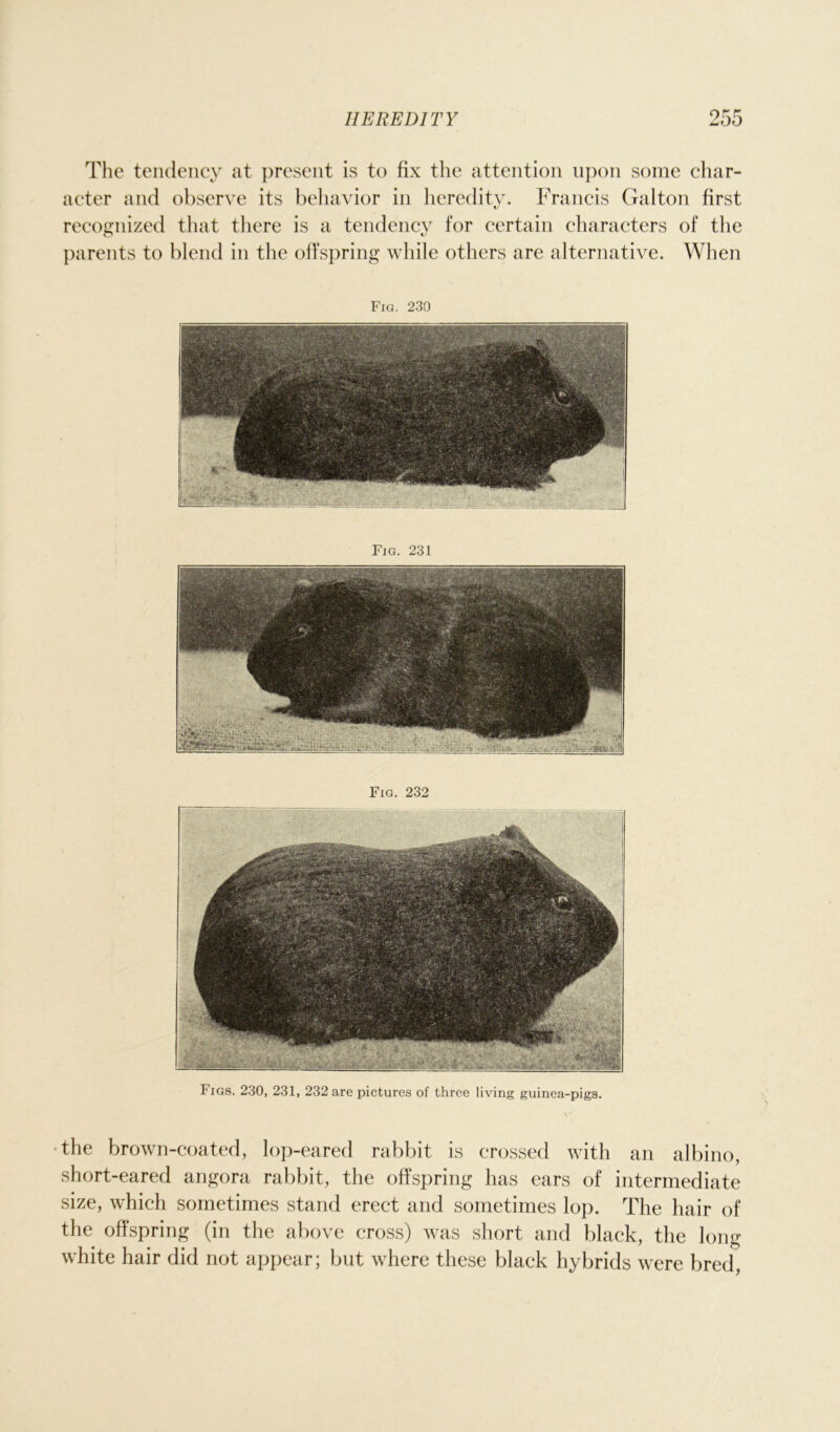 The tendency at present is to fix the attention upon some char- acter and observe its behavior in heredity. Francis Galton first recognized that there is a tendency for certain characters of the parents to blend in the offspring while others are alternative. When Fig. 230 Fig. 231 Fig. 232 Figs. 230, 231, 232 are pictures of three living guinea-pigs. the brown-coated, lop-eared rabbit is crossed with an albino, short-eared angora rabbit, the offspring has ears of intermediate size, which sometimes stand erect and sometimes lop. The hair of the offspring (in the above cross) was short and black, the long white hair did not appear; but where these black hybrids were bred,