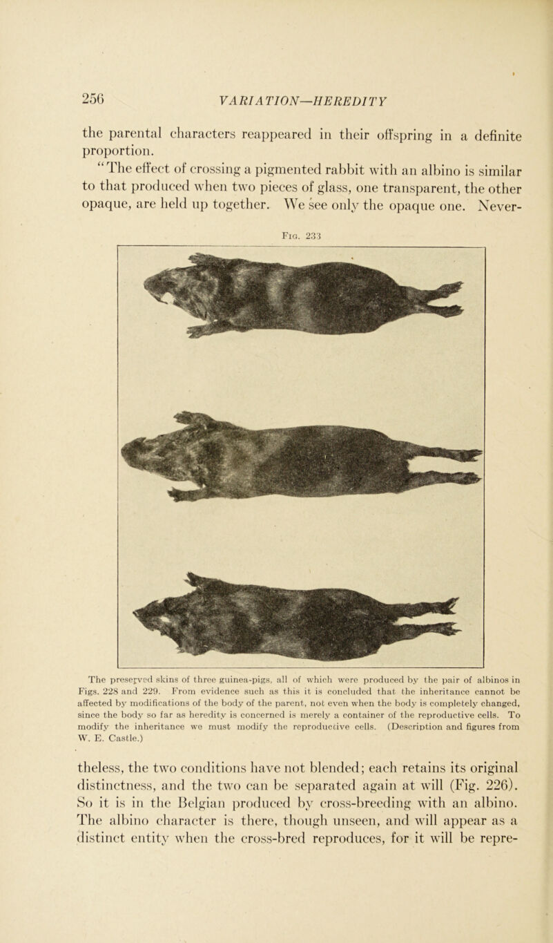 » 256 VA RIA TION—HEREDIT Y the parental characters reappeared in their offspring in a definite proportion. “ The effect of crossing a pigmented rabbit with an albino is similar to that produced when two pieces of glass, one transparent, the other opaque, are held up together. We see only the opaque one. Never- Fig. 233 The preserved skins of three guinea-pigs, all of which were produced by the pair of albinos in Figs. 228 and 229. From evidence such as this it is concluded that the inheritance cannot be affected by modifications of the body of the parent, not even when the body is completely changed, since the body so far as heredity is concerned is merely a container of the reproductive cells. To modify the inheritance we must modify the reproductive cells. (Description and figures from W. E. Castle.) theless, the two conditions have not blended; each retains its original distinctness, and the two can be separated again at will (Fig. 226). So it is in the Belgian produced by cross-breeding with an albino. The albino character is there, though unseen, and will appear as a distinct entity when the cross-bred reproduces, for it will be repre-