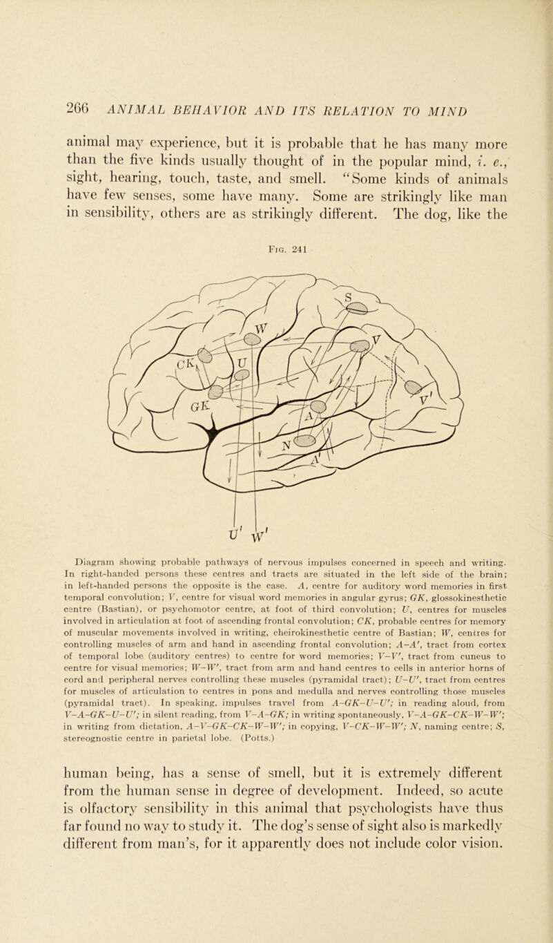 animal may experience, but it is probable that he has many more than the five kinds usually thought of in the popular mind, i. e., sight, hearing, touch, taste, and smell. “Some kinds of animals have few senses, some have many. Some are strikingly like man in sensibility, others are as strikingly different. The dog, like the Fig. 241 Diagram showing probable pathways of nervous impulses concerned in speech and writing. In right-handed persons these centres and tracts are situated in the left side of the brain; in left-handed persons the opposite is the case. A, centre for auditory word memories in first temporal convolution; V, centre for visual word memories in angular gyrus; GK, glossokinesthetic centre (Bastian), or psychomotor centre, at foot of third convolution; U, centres for muscles involved in articulation at foot of ascending frontal convolution; CK, probable centres for memory of muscular movements involved in writing, cheirokinesthetic centre of Bastian; IF, centres for controlling muscles of arm and hand in ascending frontal convolution; A-A', tract from cortex of temporal lobe (auditory centres) to centre for word memories; V—V', tract from cuneus to centre for visual memories; IF-IF', tract from arm and hand centres to cells in anterior horns of cord and peripheral nerves controlling these muscles (pyramidal tract); U-U', tract from centres for muscles of articulation to centres in pons and medulla and nerves controlling those muscles (pyramidal tract). In speaking, impulses travel from A-GK-U-U'; in reading aloud, from V-A-GK-U-U'; in silent reading, from V-A-GK; in writing spontaneously, V-A-GK-CK-W-W'; in writing from dictation, A-V-GK-CK-W-W; in copying, V-CK-W-W'; N, naming centre; S, stereognostic centre in parietal lobe. (Potts.) human being, has a sense of smell, but it is extremely different from the human sense in degree of development. Indeed, so acute is olfactory sensibility in this animal that psychologists have thus far found no way to study it. The dog’s sense of sight also is markedly different from man’s, for it apparently does not include color vision.