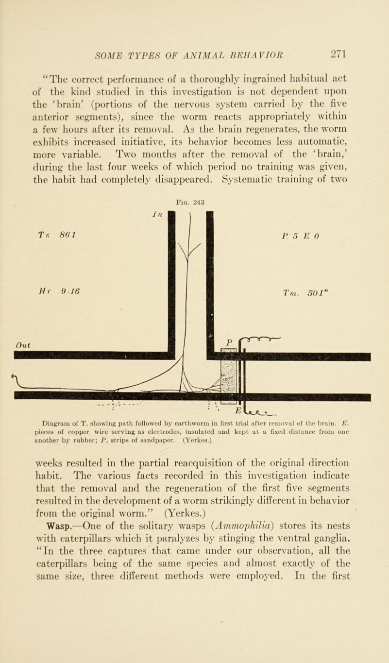 “The correct performance of a thoroughly ingrained habitual act of the kind studied in this investigation is not dependent upon the ‘ brain’ (portions of the nervous system carried by the five anterior segments), since the worm reacts appropriately within a few hours after its removal. As the brain regenerates, the worm exhibits increased initiative, its behavior becomes less automatic, more variable. Two months after the removal of the ‘brain/ during the last four weeks of which period no training was given, the habit had completely disappeared. Systematic training of two Fig. 243 Diagram of T. showing path followed by earthworm in first trial after removal of the brain. E, pieces of copper wire serving as electrodes, insulated and kept at a fixed distance from one another by rubber; P, strips of sandpaper. (Yerkes.) weeks resulted in the partial reacquisition of the original direction habit. The various facts recorded in this investigation indicate that the removal and the regeneration of the first five segments resulted in the development of a worm strikingly different in behavior from the original worm.” (Yerkes.) Wasp.—One of the solitary wasps (Ammophilia) stores its nests with caterpillars which it paralyzes by stinging the ventral ganglia. “ In the three captures that came under our observation, all the caterpillars being of the same species and almost exactly of the same size, three different methods were employed. In the first