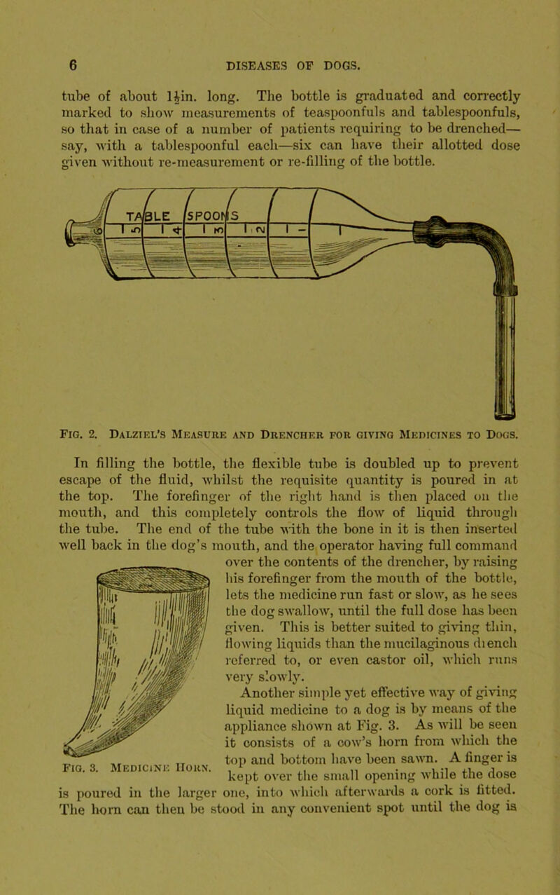 tube of about Hin. long. The bottle is graduated and correctly marked to show measurements of teaspoonfuls and tablespoonfuls, so that in case of a number of patients requiring to be drenched— say, with a tablespoonful each—six can have their allotted dose given without re-measurement or re-filling of the bottle. Fig. 2. Dalziel’s Measure and Drencher for giving Medicines to Docs. In filling the bottle, the flexible tube is doubled up to prevent escape of the fluid, whilst the requisite quantity is poured in at the top. The forefinger of the right hand is then placed on the mouth, and this completely controls the flow of liquid through the tube. The end of the tube with the bone in it is then inserted well back in the dog’s mouth, and the operator having full command over the contents of the drencher, by raising his forefinger from the mouth of the bottle, lets the medicine run fast or slow, as he sees the dog swallow, until the full dose has been given. This is better suited to giving thin, flowing liquids than the mucilaginous di ench referred to, or even castor oil, which runs very slowly. Another simple yet effective way of giving liquid medicine to a dog is by means of the appliance shown at Fig. 3. As will be seen it consists of a cow’s horn from which the top and bottom have been sawn. A finger is kept over the small opening while the dose is poured in the larger one, into which afterwards a cork is fitted. The horn can then be stood in any convenient spot until the dog is Fig. 3. Medicine Horn.