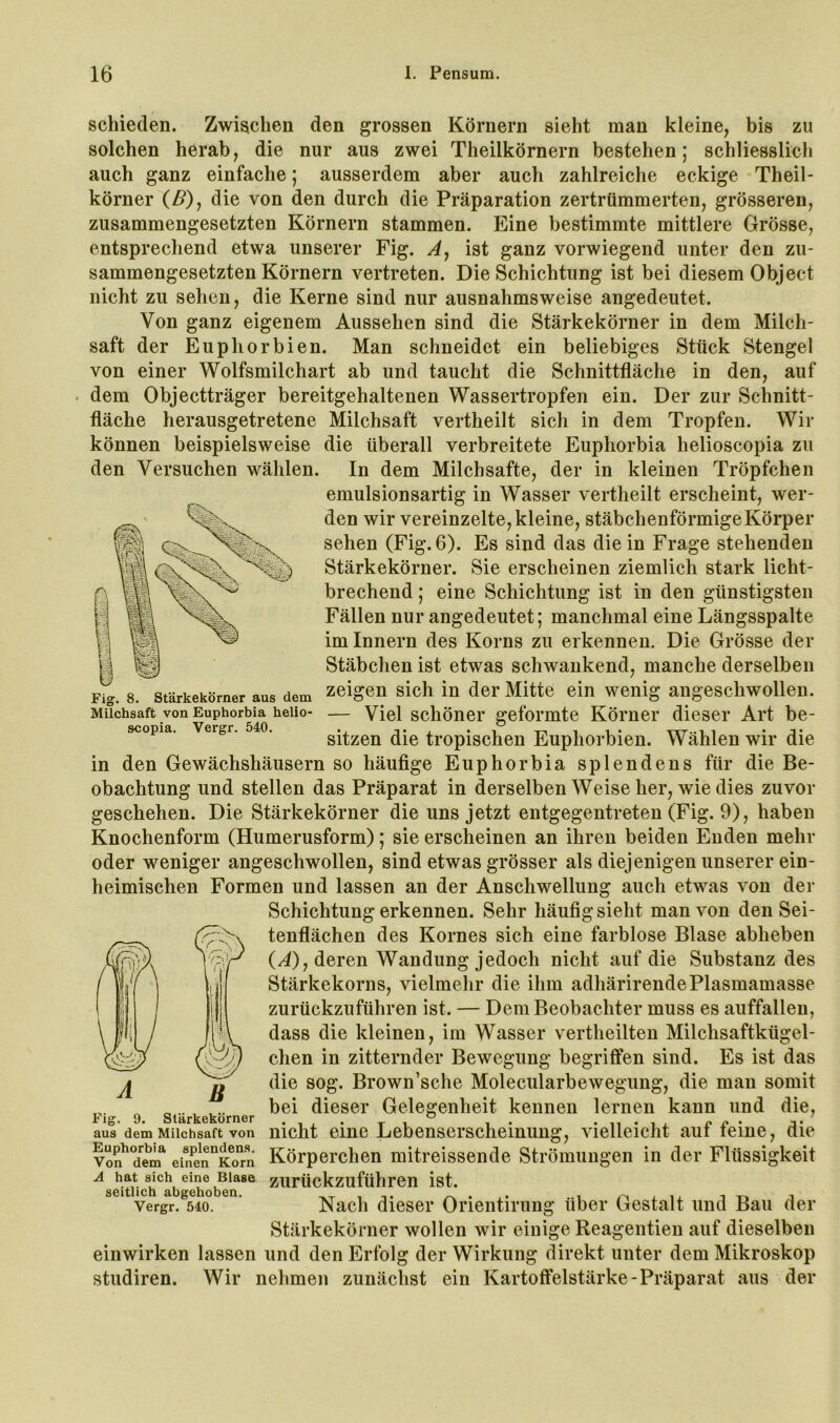 schieden. Zwischen den grossen Körnern sieht man kleine, bis zu solchen herab, die nur aus zwei Theilkörnern bestehen; schliesslicli auch ganz einfache; ausserdem aber auch zahlreiche eckige Theil- körner (^), die von den durch die Präparation zertrümmerten, grösseren, zusammengesetzten Körnern stammen. Eine bestimmte mittlere Grösse, entsprechend etwa unserer Fig. Ay ist ganz vorwiegend unter den zu- sammengesetzten Körnern vertreten. Die Schichtung ist bei diesem Object nicht zu sehen, die Kerne sind nur ausnahmsweise angedeutet. Von ganz eigenem Aussehen sind die Stärkekörner in dem Milch- saft der Euphorbien. Man schneidet ein beliebiges Stück Stengel von einer Wolfsmilchart ab und taucht die Schnittfläche in den, auf . dem Objectträger bereitgehaltenen Wassertropfen ein. Der zur Schnitt- fläche herausgetretene Milchsaft vertheilt sich in dem Tropfen. Wir können beispielsweise die überall verbreitete Euphorbia helioscopia zu den Versuchen wählen. In dem Milchsäfte, der in kleinen Tröpfchen emulsionsartig in Wasser vertheilt erscheint, wer- den wir vereinzelte, kleine, stäbchenförmige Körper sehen (Fig. 6). Es sind das die in Frage stehenden Stärkekörner. Sie erscheinen ziemlich stark licht- brechend ; eine Schichtung ist in den günstigsten Fällen nur angedeutet; manchmal eine Längsspalte im Innern des Korns zu erkennen. Die Grösse der Stäbchen ist etwas schwankend, manche derselben Fig. 8. Stärkekörner aus dem Zeigen sicli in der Mitte ein wenig angeschwollen. Milchsaft von Euphorbia heiio- — Viel scliöiier geformte Kömei* dieser Art be- scopia. vergr. 540. gitzen die ti’opischen Euphorbien. Wählen wir die in den Gewächshäusern so häufige Euphorbia splendens für die Be- obachtung und stellen das Präparat in derselben Weise her, wie dies zuvor geschehen. Die Stärkekörner die uns jetzt entgegentreten (Fig. 9), haben Knochenform (Humerusform); sie erscheinen an ihren beiden Enden mehr oder weniger angeschwollen, sind etwas grösser als diejenigen unserer ein- heimischen Formen und lassen an der Anschwellung auch etwas von der Schichtung erkennen. Sehr häufig sieht man von den Sei- tenflächen des Kornes sich eine farblose Blase abheben (/4), deren Wandung jedoch nicht auf die Substanz des Stärkekorns, vielmehr die ihm adhärirende Plasmamasse zurückzuführen ist. — Dem Beobachter muss es auffalleu, dass die kleinen, im Wasser vertheilten Milchsaftkügel- chen in zitternder Bewegung begriffen sind. Es ist das die sog. Brown’sche Molecularbewegung, die man somit „ .. bei dieser Gelegenheit kennen lernen kann und die, 9. Sltirk6kürn6r ^ ' aus’dein Milchsaft von nicht eine Lebensersclieinung, vielleicht auf feine, die vo??en? ein*en°KoTn Körpei’chen mitreissende Strömungen in der Flüssigkeit ^seitHch^^bäob^n*^ zurückzuführen ist. Vergr. 540. ’ Nacli dieser Orientirimg über Gestalt und Bau der Stärkekörner wollen wir einige Reagentien auf dieselben einwirken lassen und den Erfolg der Wirkung direkt unter dem Mikroskop studiren. Wir nehmen zunächst ein Kartoffelstärke-Präparat aus der