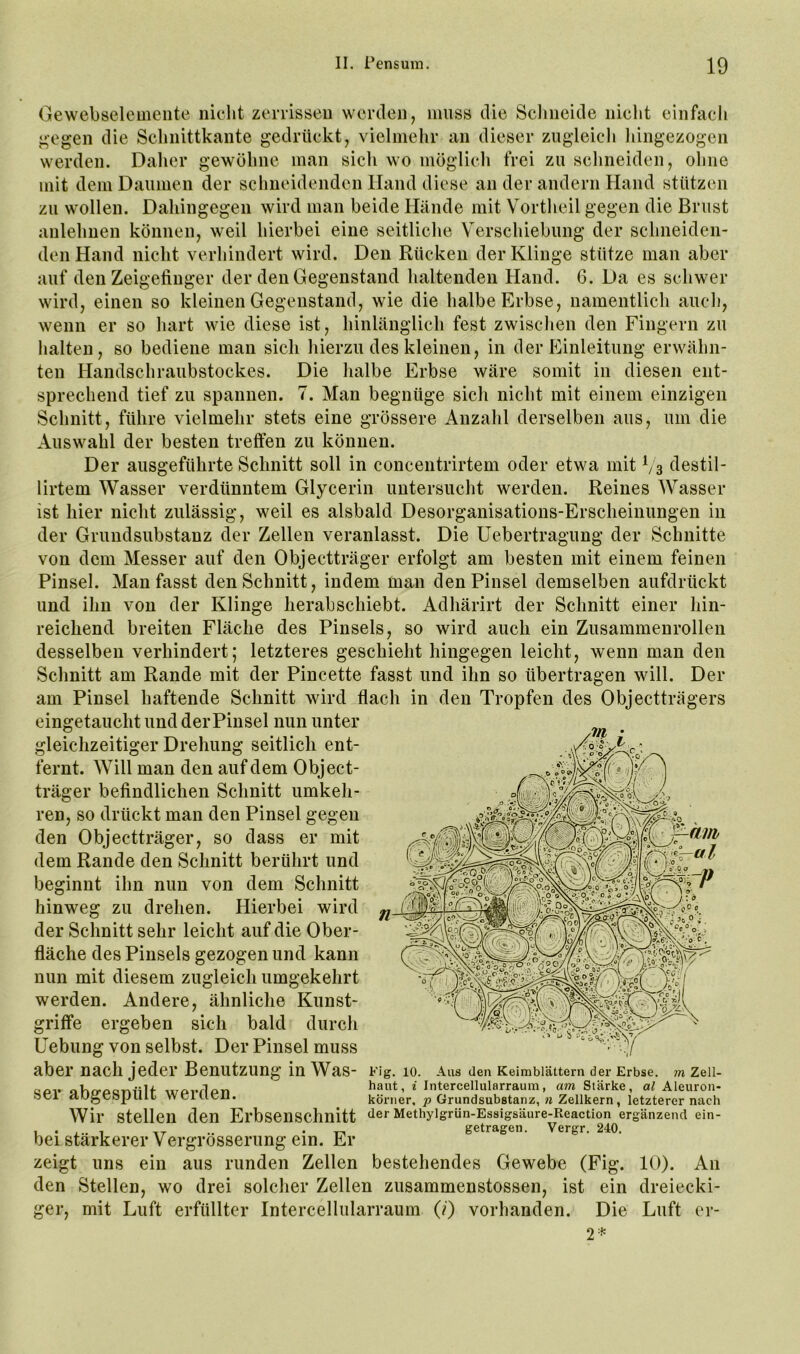 Gewebseleuieiite niclit zerrisseu werden, muss die Scliiieide nicht einfacli j^egen die Schnittkante gedrückt, vielmehr an dieser zugleich hingezogen werden. Daher gewöhne man sich wo möglich frei zu schneiden, ohne mit dem Daumen der schneidenden Hand diese an der andern Hand stützen zu wollen. Dahingegen wird man beide Hände mit Vortheil gegen die Brust anlehuen können, w'eil hierbei eine seitliche Verschiebung der schneiden- den Hand nicht verliindert wird. Den Rücken der Klinge stütze man aber auf den Zeigefinger der den Gegenstand haltenden Hand. 6. Da es schwer wird, einen so kleinen Gegenstand, wie die halbe Erbse, namentlich auch, wenn er so hart wie diese ist, hinlänglich fest zwischen den Fingern zu halten, so bediene man sich hierzu des kleinen, in der Einleitung erwähn- ten Handschraubstockes. Die halbe Erbse wäre somit in diesen ent- sprechend tief zu spannen. 7. Man begnüge sich nicht mit einem einzigen Schnitt, führe vielmehr stets eine grössere Anzahl derselben aus, um die Auswahl der besten treffen zu können. Der ausgeführte Schnitt soll in concentrirtem oder etwa mit Vs destil- lirtem Wasser verdünntem Glycerin untersucht werden. Reines AVasser ist hier nicht zulässig, weil es alsbald Desorganisations-Erscheinungen in der Grundsubstanz der Zellen veranlasst. Die Uebertragung der Schnitte von dem Messer auf den Objectträger erfolgt am besten mit einem feinen Pinsel. Man fasst den Schnitt, indem man den Pinsel demselben aufdrückt und ihn von der Klinge herabschiebt. Adhärirt der Schnitt einer hin- reichend breiten Fläche des Pinsels, so wird auch ein Zusammenrollen desselben verhindert; letzteres geschieht hingegen leicht, wenn man den Schnitt am Rande mit der Pincette fasst und ihn so übertragen will. Der am Pinsel haftende Schnitt wird flach in den Tropfen des Objectträgers eingetaucht und der Pinsel nun unter gleichzeitiger Drehung seitlich ent- fernt. Will man den auf dem Object- träger befindlichen Schnitt umkeh- ren, so drückt man den Pinsel gegen den Objectträger, so dass er mit dem Rande den Schnitt berührt und ihn nun von dem Schnitt zu drehen. Hierbei wird der Schnitt sehr leicht auf die Ober- fläche des Pinsels gezogen und kann nun mit diesem zugleich umgekehrt werden. Andere, ähnliche Kunst- griffe ergeben sich bald durch Hebung von selbst. Der Pinsel muss aber nach jeder Benutzung in Was- ser abgespült werden. Wir stellen den Erbsenschnitt bei stärkerer Vergrösserung ein. Er zeigt uns ein aus runden Zellen bestehendes Gewebe den Stellen, wo drei solcher Zellen zusammenstossen, ist mit Luft erfüllter Intercellularraum (i) vorhanden. beginnt hinweg Fig. 10. Aus den Keimblättern der Erbse. 7ti Zell- haut, i Intercellularraum, am Stärke, al Aleuron- körner, p Grundsubstanz, n Zellkern, letzterer nach der Methylgrün-Essigsäure-Reaction ergänzend ein- getragen. Vergr. 240. ger. (Fig. ein Die r* 10). An dreiecki- Luft er-