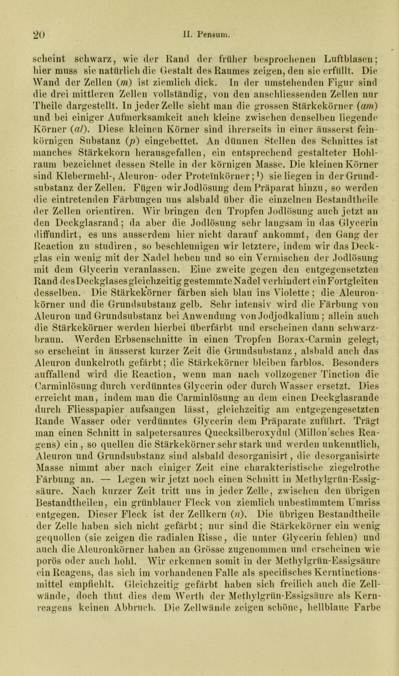 scheint schwarz, wie der Kand der früher besprochenen Luftblasen; hier muss sie natürlich die Gestalt des Raumes zeigen, den sie erfüllt. Die Wand der Zellen (/?^) ist ziemlich dick. In der umstehenden Figur sind die drei mittleren Zellen vollständig, von den anschliessenden Zellen nur Theile dargestellt. In jeder Zelle sieht man die grossen Stärkekörner {am) und bei einiger Aufmerksamkeit auch kleine zwischen denselben liegende Körner («/). Diese kleinen Körner sind ihrerseits in einer äusserst fein- körnigen Substanz (p) eingebettet. An dünnen Stellen des Schnittes ist manches Stärkekorn herausgefallen, ein entsprechend gestalteter Hohl- raum bezeichnet dessen Stelle in der körnigen Masse. Die kleinen Körner sind Klebermehl-, Aleuron- oder Proteinkörner; sie liegen in der Grund- substanz der Zellen. Fügen wirJodlösung dem Präparat hinzu, so werden die eintretenden Färbungen uns alsbald über die einzelnen Bestandtheile der Zellen orientiren. Wir bringen den Tropfen Jodlösung auch jetzt an den Deckglasrand; da aber die Jodlösung sehr langsam in das Glycerin ditfundirt, es uns ausserdem hier nicht darauf ankommt, den Gang der Reaction zu studiren, so beschleunigen wir letztere, indem wir das Deck- glas ein wenig mit der Nadel heben und so ein Vermischen der Jodlösung mit dem Glycerin veranlassen. Eine zweite gegen den entgegensetzten Rand desDeckglasesgleichzeitig gestemmteNadel verhindert ein Fortgleiten desselben. Die Stärkekörner färben sich blau ins Violette; die Aleuron- körner und die Grundsubstanz gelb. Sehr intensiv wird die Färbung von Aleuron und Grundsubstanz bei Anwendung von Jodjodkalium; allein auch die Stärkekörner werden hierbei überfärbt und erscheinen dann schwarz- braun. Werden Erbsenschnitte in einen Tropfen ßorax-Carmin gelegt, so erscheint in äusserst kurzer Zeit die Grimdsubstanz, alsbald auch das Aleuron dunkelroth gefärbt; die Stärkekörner bleiben farblos. Besonders auffallend wird die Reaction, wenn man nach vollzogener Tinction die Carminlösung durch verdünntes Glycerin oder durch Wasser ersetzt. Dies erreicht man, indem man die Carminlösung an dem einen Deckglasrande durch Fliesspapier aufsaugen lässt, gleichzeitig am entgegengesetzten Rande AVasser oder verdünntes Glycerin dem Präparate zuführt. Trägt man einen Schnitt in salpetersaures Quecksilberoxydul (Alillon’sches Rea- gens) ein , so quellen die Stärkekörner sehr stark und werden imkenntlich, Aleuron und Grundsubstanz sind alsbald desorganisirt, die desorganisirte Masse nimmt aber nach einiger Zeit eine charakteristische ziegelrothe Färbung an. — Legen wir jetzt noch einen Schnitt in Methylgrün-Essig- säure. Nach kurzer Zeit tritt uns in jeder Zelle, zwischen den übrigen Bestandtheilen, ein grünblauer Fleck von ziemlich unbestimmtem Umriss entgegen. Dieser Fleck ist der Zellkern (n). Die übrigen Bestandtheile der Zelle haben sich nicht gefärbt; nur sind die Stärkekörner ein wenig gequollen (sie zeigen die radialen Risse, die unter Glycerin fehlen) und auch die Aleuronkörner haben an Grösse zugenommen und erscheinen wie porös oder auch hohl. AVir erkennen somit in der Methylgrün-Essigsäure (‘in Reagens, das sich im vorhandenen Falle als specilisehes Kerntinctions- mittel empfiehlt. Gleichzeitig gefärbt haben sich freilich auch die Zell- wände, doch thut dies dem Werth der Methylgrün-Essigsäure als Kern- reagens keinen Abbruch. Die Zellwände zeigen schöne, hellblaue Farbe