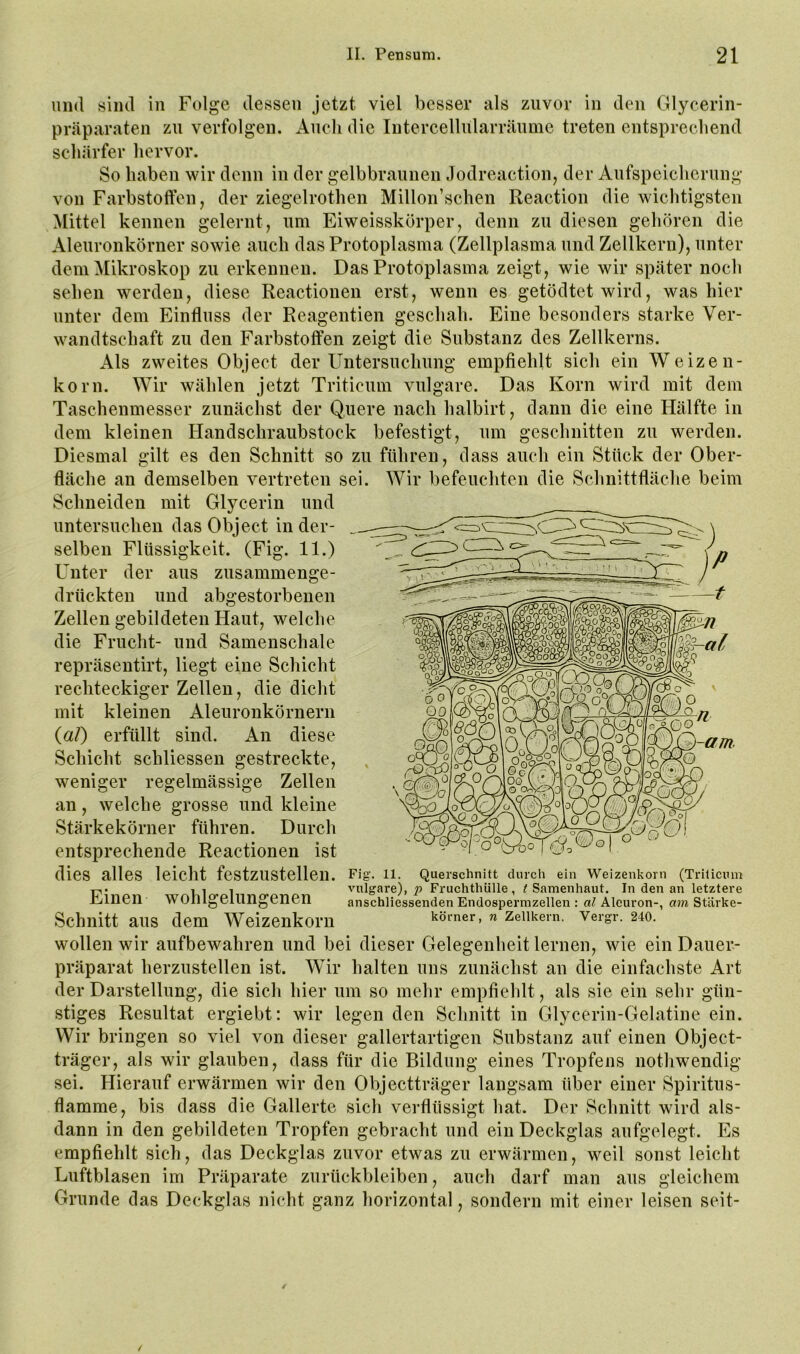 und sind in Folge dessen jetzt viel besser als zuvor in den Glycerin- präparaten zu verfolgen. Auch die lutercellularräume treten entsprechend schärfer hervor. So haben wir denn in der gelbbraunen Jodreaction, der Aufspeicherung von Farbstoffen, der ziegelrothen Millon’schen Reaction die Avichtigsten Mittel kennen gelernt, um Eiweisskörper, denn zu diesen gehören die Aleuronkörner sowie auch das Protoplasma (Zellplasma und Zellkern), unter dem Mikroskop zu erkennen. Das Protoplasma zeigt, wie wir später noch sehen werden, diese Reactionen erst, wenn es getödtet wird, was hier unter dem Einfluss der Reagentien geschah. Eine besonders starke Ver- wandtschaft zu den Farbstoffen zeigt die Substanz des Zellkerns. Als zweites Object der Untersuchung empfiehlt sich ein Weizen- korn. Wir wählen jetzt Tritieum vulgare. Das Korn wird mit dem Taschenmesser zunächst der Quere nach halbirt, dann die eine Hälfte in dem kleinen Handschraubstock befestigt, um geschnitten zu werden. Diesmal gilt es den Schnitt so zu führen, dass auch ein Stück der Ober- fläche an demselben vertreten sei. Wir befeuchten die Schnittfläche beim Schneiden mit Glycerin und _ untersuchen das Object in der- selben Flüssigkeit. (Fig. 11.) Unter der aus zusammenge- drückten und abgestorbenen Zellen gebildeten Haut, welche die Frucht- und Samenschale repräsentirt, liegt eine Schicht rechteckiger Zellen, die dicht mit kleinen Aleuronkörnern {al) erfüllt sind. An diese Schicht schliessen gestreckte, weniger regelmässige Zellen an, welche grosse und kleine Stärkekörner führen. Durch entsprechende Reactionen ist dies alles leicht festzustellen. Einen wohlgelungenen Schnitt aus dem Weizenkorn wollen wir aufbewahren und bei dieser Gelegenheit lernen, wie ein Dauer- präparat herzustellen ist. Wir halten uns zunächst an die einfachste Art der Darstellung, die sich hier um so mehr empfiehlt, als sie ein sehr gün- stiges Resultat ergiebt: wir legen den Schnitt in Glycerin-Gelatine ein. Wir bringen so viel von dieser gallertartigen Substanz auf einen Object- träger, als wir glauben, dass für die Bildung eines Tropfens nothwendig sei. Hierauf erwärmen wir den Objectträger langsam über einer Spiritus- flamme, bis dass die Gallerte sich verflüssigt hat. Der Schnitt wird als- dann in den gebildeten Tropfen gebracht und ein Deckglas aufgelegt. Es empfiehlt sich, das Deckglas zuvor etwas zu erwärmen, weil sonst leicht Luftblasen im Präparate Zurückbleiben, auch darf man aus gleichem Grunde das Deckglas nicht ganz horizontal, sondern mit einer leisen seit- -am. Fig- 11. Querschnitt durch ein Weizenkorn (Trilicnin vulgare), p FruchthUlle, t Samenhaut. In den an letztere anschliessenden Endospermzellen : al Aleuron-, am Stärke- körner, n Zellkern. Vergr. 240.