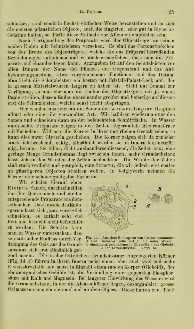 Schlusses, sind somit in höchst einfacher Weise lierzustellen und da sich die meisten pflanzlichen Objecte, auch die tingirten, sehr gut in Glycerin- Oelatine halten, so dürfte diese Metliodc vor Allem zu empfehlen sein. Nach Fertigstellung des Präparats wird der Objectträger an seinen beiden Enden mit Schutzleisten versehen. Es sind das Cartonstückchen von der Breite des Objectträgers, welche die das Präparat betreffenden Bezeichnungen aufnehmen und es auch ermöglichen, dass man die Prä- parate auf einander legen kann. Anzugeben ist auf den Schutzleisten vor allen Dingen der Name der Pflanze, der Gegenstand und das Auf- bewahrungsmedium, etwa vorgenommene Tinctionen und das Datum. Man klebt die Schutzleisten am besten mit Cristall-Palast-Lack auf, der in grossen Materialwaaren-Lagern zu haben ist. Steht nur Gummi zur Verfügung, so umklebe man die Enden des Objectträgers mit je einem Papierstreifen, dessen Enden übereinander greifen und befestige auf diesem erst die Schutzleisten, welche sonst leicht abspringen. Wir wenden uns jetzt an die Samen der weissen Lupine (Lupinus albus) oder einer ihr verwandten Art. Wir halbiren wiederum quer den Samen und schneiden dann an der befeuchteten Schnittfläche. In Wasser untersuchte Präparate zeigen in den Zellen abgerundete Aleuronkörner mitVacuolen. Will man die Körner in ihrer natürlichen Gestalt sehen, so kann dies unter Glycerin geschehen. Die Körner zeigen sich da zunächst stark lichtbrechend, eckig, allmählich werden sie im Innern fein netzför- mig, körnig. Sie füllen, dicht aneinanderschliessend, die Zellen aus; eine geringe Menge Grundsubstanz liegt zwischen ihnen, mehr Grundsubstanz lässt sich an den Wänden der Zellen beobachten. Die Wände der Zellen sind stark verdickt und getüpfelt, eine Structur, die wir jedoch erst später an günstigeren Objecten studiren wollen. In .Jodglycerin nehmen die Körner eine schöne goldgelbe Farbe an. Wir schälen hierauf einen ^ Ricinus- Samen, durchschneiden ihn der Quere nach und stellen entsprechende Präparate'aus dem- selben her. Das Gewebe desEndo- sperms lässt sich ganz vorzüglich schneiden, es enthält sehr viel Fett und braucht nicht befeuchtet zu werden. Die Schnitte kann man in Wasser untersuchen, des- sen störender Einfluss durch Ver- ^ig. u. Aus dem Endospeym von mcinus communis. A eine Endospermzelle mit Inhalt unter Wasser; drängimg des Oels aus der Grund- B einzelne Aleuronkörner in Olivenöl; g das Globoid ; Substanz sich erst allmählich gel-  ^iweisskrystall. Vergr. 540. tend macht. Die in der fettreichen Grundsiibstanz eingelagertcn Körner (Fig. 14: A) führen in ihrem Innern meist einen, aber auch zwei und mehr Eiweisskrystalle und meist in Einzahl einen runden Körper (Globoid), der ein anorganisches Gebilde ist, die Verbindung einer gepaarten Phosphor- säure mit Kalk und Magnesia. Bei längerer Einwirkung des Wassers wird die Grundsubstanz, in der die Aleuronkörner liegen, desorganisirt; grosse Oelmassen sammeln sich auf und an dem Object. Diese haften zum Theil iti'Ca: y