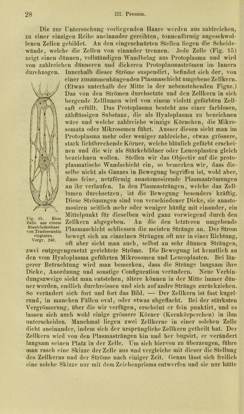 Die zur üntersucliung vorliegenden Haare werden aus zalilreiclien, zu einer einzigen Reihe aneinander gereihten, tonnenförmig angeschwol- lenen Zellen gebildet. An den eingeschnürten Stellen liegen die Scheide- wände, welche die Zellen von einander trennen. Jede Zelle (Fig. 15) zeigt einen dünnen, vollständigen Wandbelag aus Protoplasma und wird von zahlreichen dünneren und dickeren Protoplasmaströmen im Innern Innerhalb dieser Ströme suspendirt, befindet sich der, von einer zusammenhängenden Plasmaschicht umgebene Zellkern. (Etwas unterhalb der Mitte in der nebenstehenden Figur.) Das von den Strömen durchsetzte und den Zellkern in sich bergende Zelllumen wird von einem violett gefiirbten Zell- saft erfüllt. Das Protoplasma besteht aus einer farblosen, zähflüssigen Substanz, die als Hyaloplasma zu bezeichnen wäre und welche zahlreiche winzige Körnchen, die Mikro- somata oder Mikrosomen führt. Ausser diesen sieht man im Protoplasma mehr oder weniger zahlreiche, etwas grössere, stark lichtbrechende Körner, welche bläulicli gefärbt erschei- nen und die wir als Stärkebildner oder Leucoplasten gleich bezeichnen wollen. Stellen wir das Objectiv auf die proto- plasmatische Wandschicht ein, so bemerken wir, dass die- selbe nicht als Ganzes in Bewegung begriffen ist, wohl aber, dass feine, netzförmig anastomosirende Plasmaströmungen an ihr verlaufen. In den Plasmasträngen, welche das Zell- lumen durchsetzen, ist die Bewegung besonders kräftig. Diese Strömungen sind von verschiedener Dicke, sie anasto- mosiren seitlich mehr oder w^eniger häufig mit einander, ein Mittelpunkt für dieselben wird ganz vorwiegend durch den Zellkern abgegeben. An die den letzteren umgebende Plasmaschicht scbliessen die meisten Stränge an. Der Strom bewegt sich an einzelnen Strängen oft nur in einer Richtung, oft aber sieht man auch, selbst an sehr dünnen Str.ängen, zwei entgegengesetzt gerichtete Ströme. Die Bewegung ist kenntlich an den vom Hyaloplasma geführten Mikrosomen und Leucoplasten. Bei län- gerer Betrachtung wird man bemerken, dass die Stränge langsam ihre Dicke, Anordnung und sonstige Configuration verändern. Neue Verbin- dungszweige sieht man. entstehen, ältere können in der Mitte immer dün- nerwerden, endlich durchreissen und sich auf andre Stränge zurückziehen. So verändert sich fort und fort das Bild. — Der Zellkern ist fast kugel- rund, in manchen Fällen oval, oder etwas abgeflacht. Bei der stärksten Vergrösserung, über die wir verfügen, erscheint er fein punktirt, und es lassen sich auch wohl einige grössere Körner (Kernkörperchen) in ihm unterscheiden. Manchmal liegen zwei Zellkerne in einer solchen Zelle dicht aneinander, indem sich der ursprüngliche Zellkern getheilt hat. Der Zellkern wird von den Plasmasträngen hin und her bugsirt, er verändert langsam seinen Platz in der Zelle. Um sich hiervon zu überzeugen, führe man rasch eine Skizze der Zelle aus und vergleiche mit dieser die Stellung des Zellkerns und der Ströme nach einiger Zeit. Genau lässt sich freilich eine solche Skizze nur mit dem Zeichenprisma entwerfen und sie nur hätte durchzogen. Fig. 15. Eine Zelle aus einem Staubfadenhaar von Tradescantia virginica. Vergr. 240. V