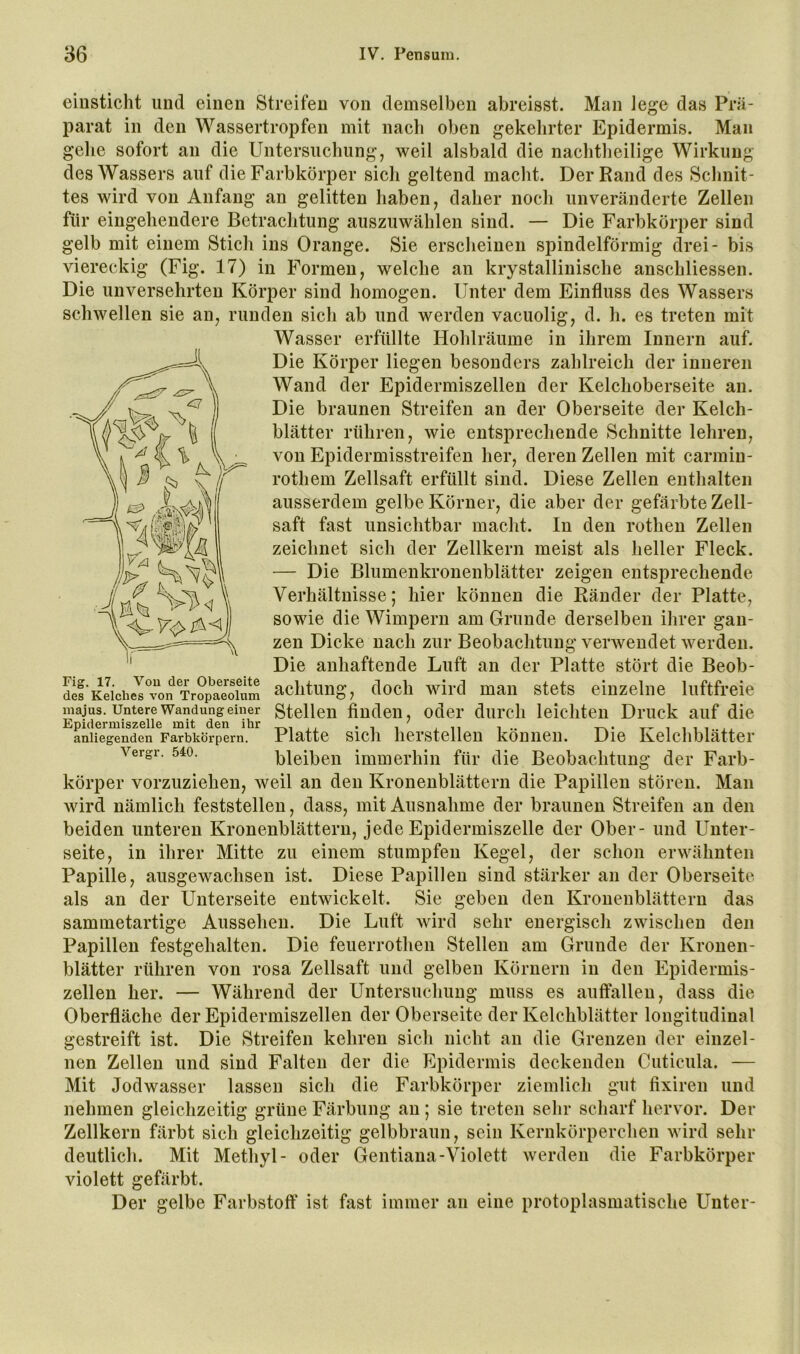 einsticht und einen Streifen von demselben abreisst. Man lege das Prä- parat in den Wassertropfen mit nach oben gekehrter Epidermis. Man gehe sofort an die Untersuchung, weil alsbald die nachtheilige Wirkung des Wassers auf die Farbkörper sich geltend macht. Der Rand des Schnit- tes wird von Anfang an gelitten haben, daher noch unveränderte Zellen für eingehendere Betrachtung auszuwählen sind. — Die Farbkörper sind gelb mit einem Stich ins Orange. Sie erscheinen spindelförmig drei- bis viereckig (Fig. 17) in Formen, welche an krystallinische anschliessen. Die unversehrten Körper sind homogen. Unter dem Einfluss des Wassers schwellen sie an, runden sich ab und werden vacuolig, d. h. es treten mit Wasser erfüllte Hohlräume in ihrem Innern auf. Die Körper liegen besonders zahlreich der inneren Wand der Epidermiszellen der Kelchoberseite an. Die braunen Streifen an der Oberseite der Kelch- blätter rühren, wie entsprechende Schnitte lehren, von Epidermisstreifen her, deren Zellen mit carmiu- rothem Zellsaft erfüllt sind. Diese Zellen enthalten ausserdem gelbe Körner, die aber der gefärbte Zell- saft fast unsichtbar macht. In den rothen Zellen zeichnet sich der Zellkern meist als heller Fleck. — Die Blumenkronenblätter zeigen entsprechende Verhältnisse; hier können die Ränder der Platte, sowie die Wimpern am Grunde derselben ihrer gan- zen Dicke nach zur Beobachtung verwendet werden. Die anhaftende Luft an der Platte stört die Beob- achtung, doch wird man stets einzelne luftfreie Stellen finden, oder durch leichten Druck auf die Platte sich herstelleu können. Die Kelchblätter bleiben immerhin für die Beobachtung der Farb- körper vorzuziehen, weil an den Kronenblättern die Papillen stören. Man wird nämlich feststellen, dass, mit Ausnahme der braunen Streifen an den beiden unteren Kronenblättern, jede Epidermiszelle der Ober- und Unter- seite, in ihrer Mitte zu einem stumpfen Kegel, der schon erwähnten Papille, ausgewachsen ist. Diese Papillen sind stärker an der Oberseite als an der Unterseite entwickelt. Sie geben den Kronenblättern das sammetartige Aussehen. Die Luft Avird sehr energisch zwischen den Papillen festgehalten. Die feuerrothen Stellen am Grunde der Kronen- blätter rühren von rosa Zellsaft und gelben Körnern in den Epidermis- zellen her. — Während der Untersuchung muss es auffalleu, dass die Oberfläche der Epidermiszellen der Oberseite der Kelchblätter longitudinal gestreift ist. Die Streifen kehren sich nicht an die Grenzen der einzel- nen Zellen und sind Falten der die Epidermis deckenden Cuticula. — Mit Jodwasser lassen sich die Farbkörper ziemlich gut fixiren und nehmen gleichzeitig grüne Färbung an ; sie treten sehr scharf hervor. Der Zellkern färbt sich gleichzeitig gelbbraun, sein Kernkörperchen wird sehr deutlich. Mit Methyl- oder Gentiana-Violett Averden die Farbkörper violett gefärbt. Der gelbe Farbstoff ist fast immer an eine protoplasmatische Unter- Fig. 17. Vou der Oberseite des Kelches von Tropaeolum majus. Untere Wandung einer Epidermiszelle mit den ihr anliegenden Farbkörpern. A^ergr. 540.