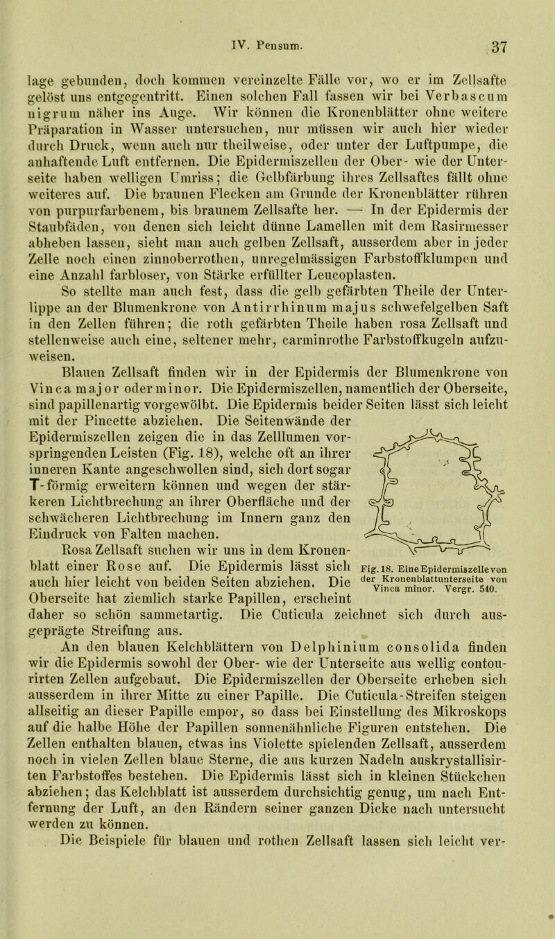 läge gebunden, doch kommen vereinzelte Fülle vor, wo er im Zcllsafte gelöst lins entgegentritt. Einen solchen Fall fassen wir bei Verbasciim nigriim nälier ins Auge. Wir können die Kronenblätter ohne weitere Präparation in Wasser untersuchen, nur müssen wir auch hier wieder durch Druck, wenn auch nur theilweise, oder unter der Luftpumpe, die anhaftende Luft entfernen. Die Epidermiszellen der Ober- wie der Unter- seite haben welligen Umriss; die Gelbfärbung ihres Zellsaftes fällt ohne weiteres auf. Die braunen Flecken am Grunde der Kronenblätter rühren von purpurfarbenem, bis braunem Zellsafte her. — In der Epidermis der Staubfäden, von denen sich leicht dünne Lamellen mit dem Rasirmesser abheben lassen, sieht man auch gelben Zellsaft, ausserdem aber in jeder Zelle noch einen zinnoberrothen, unregelmässigen Farbstoffklumpen und eine Anzahl farbloser, von Stärke erfüllter Leucoplasten. So stellte man aucli fest, dass die gelb gefärbten Theile der Unter- lippe an der Blumenkrone von Antirrhinum majus schwefelgelben Saft in den Zellen führen; die roth gefärbten Theile haben rosa Zellsaft und stellenweise auch eine, seltener mehr, carminrothe Farbstoffkugeln aufzu- weisen. Blauen Zellsaft finden wir in der Epidermis der Blumenkrone von Vinca maj or oder minor. Die Epidermiszellen, namentlich der Oberseite, sind papillenartig vorgewölbt. Die Epidermis beider Seiten lässt sich leicht mit der Pincette abziehen. Die Seitenwände der Epidermiszellen zeigen die in das Zelllumen vor- springenden Leisten (Fig. 18), welche oft an ihrer inneren Kante angeschwollen sind, sich dort sogar T-förmig erweitern können und wegen der stär- keren Lichtbrechung an ihrer Oberfläche und der schwächeren Lichtbrechung im Innern ganz den Eindruck von Falten machen. Rosa Zellsaft suchen wir uns in dem Kronen- blatt einer Rose auf. Die Epidermis lässt sich auch hier leicht von beiden Seiten abziehen. Die Oberseite hat ziemlich starke Papillen, erscheint daher so schön sammetartig. Die Cuticula zeichnet Fig. 18. Eine Epidermiszellevon der Kronenblattunterseite von Vinca minor. Vergr. 540. sich durch aus- geprägte Streifung aus. An den blauen Kelchblättern von Delphinium consolida finden wir die Epidermis sowohl der Ober- wie der Unterseite aus wellig contou- rirten Zellen aufgebaut. Die Epidermiszellen der Oberseite erheben sich ausserdem in ihrer Mitte zu einer Papille. Die Cuticula-Streifen steigen allseitig an dieser Papille empor, so dass bei Einstellung des Mikroskops auf die halbe Höhe der Papillen sonnenähnliche Figuren entstehen. Die Zellen enthalten blauen, etwas ins Violette spielenden Zellsaft, ausserdem noch in vielen Zellen blaue Sterne, die aus kurzen Nadeln auskrystallisir- ten Farbstoffes bestehen. Die Epidermis lässt sich in kleinen Stückchen abziehen; das Kelchblatt ist ausserdem durchsichtig genug, um nach Ent- fernung der Luft, an den Rändern seiner ganzen Dicke nach untersucht werden zu können. Die Beispiele für blauen und rothen Zellsaft lassen sich leicht ver-