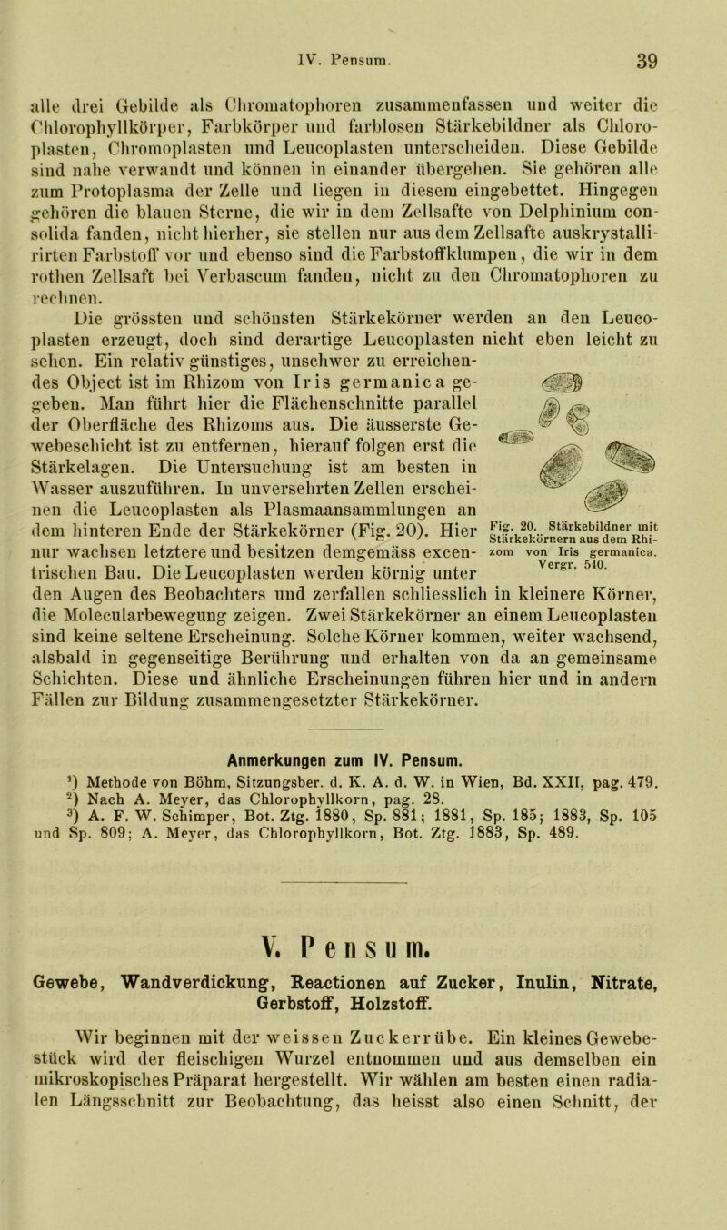 alle drei Gebilde als Ghromatophoren zusammeufassen uud weiter die Clilorophyllkörper, Farbkörper und farblosen Stärkebildner als Chloro- plasten, Cliromoplasten und Leucoplasten unterscheiden. Diese Gebilde sind nahe verwandt und können in einander übergehen. Sie gehören alle zum Protoplasma der Zelle und liegen in diesem eingebettet. Hingegen gehören die blauen Sterne, die wir in dem Zellsafte von Delphinium con- solida fanden, nicht hierher, sie stellen nur aus dem Zellsafte auskiystalli- rirten Farbstoff vor und ebenso sind die Farbstoffklumpen, die wir in dem rothen Zellsaft bei Verbascum fanden, nicht zu den Chromatophoren zu rechnen. Die grössten und schönsten Stärkekörner werden an den Leuco- plasten erzeugt, doch sind derartige Leucoplasten nicht eben leicht zu sehen. Ein relativ günstiges, unschwer zu erreichen- des Object ist im Rhizom von Iris germanica ge- geben. Man führt hier die Flächenschnitte parallel der Oberfläche des Rhizoms aus. Die äusserste Ge- webeschicht ist zu entfernen, hierauf folgen erst die Stärkelagen. Die Untersuchung ist am besten in Wasser auszuführen. In unversehrten Zellen erschei- nen die Leucoplasten als Plasmaansammlungen an dem hinteren Ende der Stärkekörner (Fig. 20). Hier Fig. 20. Stärkebildner mit Stärkekörr.ern aus dem Rhi- zom von Iris germanica. Vergr. 540. nur wachsen letztere und besitzen demgemäss excen- trischen Bau. Die Leucoplasten werden körnig unter den Augen des Beobachters und zerfallen schliesslich in kleinere Körner, die Molecularbewegung zeigen. Zwei Stärkekörner an einem Leucoplasten sind keine seltene Erscheinung. Solche Körner kommen, weiter wachsend, alsbald in gegenseitige Berührung und erhalten von da an gemeinsame Schichten. Diese und ähnliche Erscheinungen führen hier und in andern Fällen zur Bildung zusammengesetzter Stärkekörner. Anmerkungen zum IV. Pensum. ’) Methode von Böhm, Sitzungsber. d. K. A. d. W. in Wien, Bd. XXII, pag. 479. Nach A. Meyer, das Chlorophyllkorn, pag. 28. A. F. W. Schimper, Bot. Ztg. 1880, Sp. 881; 1881, Sp. 185; 1883, Sp. 105 und Sp. 809; A. Meyer, das Chlorophyllkorn, Bot. Ztg. 1883, Sp. 489. V. Pensum. Gewebe, Wandverdickung, Reactionen auf Zucker, Inulin, Nitrate, Gerbstoff, Holzstoff. Wir beginnen mit der weissen Zuckerrübe. Ein kleines Gewebe- stück wird der fleischigen Wurzel entnommen und aus demselben ein mikroskopisches Präparat hergestellt. Wir wählen am besten einen radia- len Längsschnitt zur Beobachtung, das heisst also einen Schnitt, der