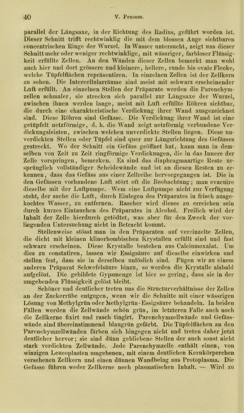 parallel der Längsaxe, in der Richtung des Radius, geführt worden ist. Dieser Schnitt trifft rechtwinklig die mit dem blossen Auge sichtbaren concentrischen Ringe der Wurzel. In Wasser untersucht, zeigt uns dieser Schnitt mehr oder weniger rechtwinklige, mit wässriger, farbloser Flüssig- keit erfüllte Zellen. An den Wänden dieser Zellen bemerkt man wohl auch hier und dort grössere und kleinere, liellere, runde bis ovale Flecke, welche Tüpfelflächen repräsentiren. In einzelnen Zellen ist der Zellkern zu sehen. Die Intercellularräume sind meist mit schwarz erscheinender Luft erfüllt. An einzelnen Stellen der Präparate werden die Parenchym- zellen schmaler, sie strecken sicli parallel zur Längsaxe der Wurzel, zwischen ihnen werden lange, meist mit Luft erfüllte Röhren sichtbar, die durch eine charakteristische Verdickung ihrer Wand ausgezeichnet sind. Diese Röhren sind Gefässe. Die Verdickung ihrer Wand ist eine getüpfelt netzförmige, d. h. die Wand zeigt netzförmig verbundene Ver- dickungsleisten, zwischen welchen unverdickte Stellen liegen. Diese un- verdickten Stellen oder Tüpfel sind quer zur Längsrichtung des Gefässes gestreckt. Wo der Schnitt ein Gefäss geöffnet hat, kann man in dem- selben von Zeit zu Zeit ringförmige Verdickungen, die in das Innere der Zelle vorspringen, bemerken. Es sind das diaphragmaartige Reste ur- sprünglich vollständiger Scheidewände und ist an diesen Resten zu er- kennen, dass das Gefäss aus einer Zellreihe hervorgegangen ist. Die in den Gefässen vorhandene Luft stört oft die Beobachtung; man evaeuire dieselbe mit der Luftpumpe. Wem eine Luftpumpe nicht zur Verfügung steht, der suche die Luft, durch Einlegen des Präparates in frisch ausge- kochtes Wasser, zu entfernen. Rascher wird dieses zu erreichen sein durch kurzes Eintauchen des Präparates in Alcohol. Freilich wird der Inhalt der Zelle hierdurch getödtet, was aber für den Zweck der vor- liegenden Üntersuchung nicht in Betracht kommt. Stellenweise stösst man in den Präparaten auf vereinzelte Zellen, die dicht mit kleinen klinorhombischen Krystallen erfüllt sind und fast schwarz erscheinen. Diese Krvstalle bestehen aus Calciumoxalat. Um dies zu constatiren, lassen wir Essigsäure auf dieselbe einwirken und stellen fest, dass sie in derselben unlöslich sind. Fügen wir zu einem anderen Präparat Schwefelsäure hinzu, so werden die Krystalle alsbald aufgelöst. Die gebildete Gypsmenge ist hier so gering, dass sie in der umgebenden Flüssigkeit gelöst bleibt. Schöner und deutlicher treten uns die Structurverliältnisse der Zellen an der Zuckerrübe entgegen, wenn wir die Schnitte mit einer wässrigen Lösung von Methylgrün oder Methylgrün - Essigsäure behandeln. In beiden Fällen werden die Zellwände schön grün, im letzteren Falle auch noch die Zellkerne fixirt und rasch tingirt. Parenchymzellwände und Gefäss- wände sind übereinstimmend blaugrün gefärbt. Die Tüpfelflächen an den Parenchymzellwänden färben sich hingegen nicht und treten daher jetzt deutlicher hervor; sie sind dünn gebliebene Stellen der auch sonst nicht stark verdickten Zellwände. Jede Parenchymzelle enthält einen, von winzigen Leucoplasten umgebenen, mit einem deutlichen Kernkörperchen versehenen Zellkern und einen dünnen Wandbelag aus Protoplasma. Die Gebisse führen weder Zellkerne noch plasmatischen Inhalt. — Wird zu