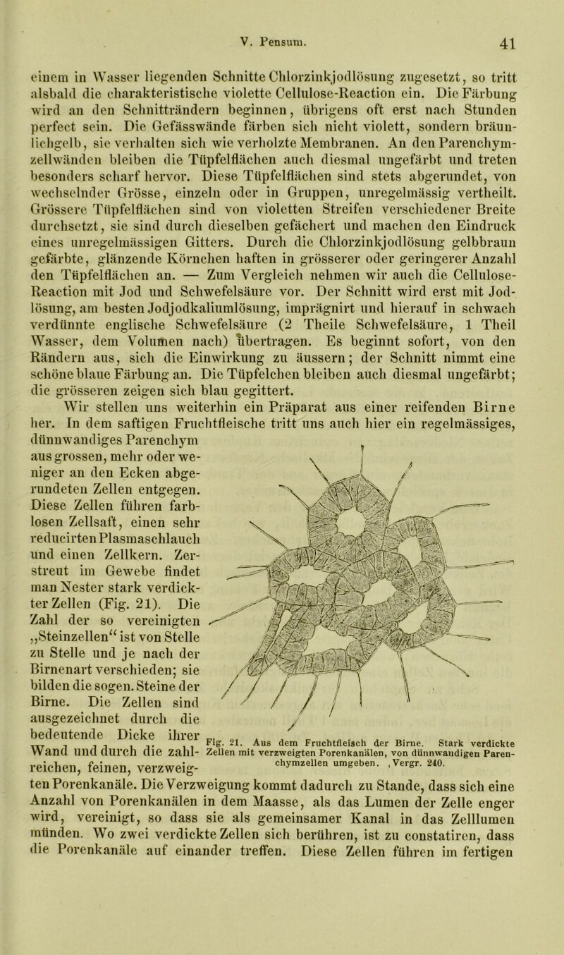 einem in Wasser liegenden Schnitte Chlorzinkjodlösimg zugesetzt, so tritt alsbald die eharakteristische violette Cellulose-Reaction ein. Die Färbung wird an den Schnitträndern beginnen, übrigens oft erst nach Stunden perfect sein. Die Gefässwände färben sich nicht violett, sondern bräun- iichgelb, sie verhalten sich wie verholzte Membranen. An den Parenchym- zellwänden bleiben die Tüpfelflächen auch diesmal ungefärbt und treten besonders scharf hervor. Diese Tüpfelflächen sind stets abgerundet, von wechselnder Grösse, einzeln oder in Gruppen, unregelmässig vertheilt. Grössere Tüpfelflächen sind von violetten Streifen verschiedener Breite durchsetzt, sie sind durch dieselben gefächert und machen den Eindruck eines unregelmässigen Gitters. Durch die Chlorzinkjodlösung gelbbraun gefärbte, glänzende Körnchen haften in grösserer oder geringerer Anzahl den Ttipfelflächen an. — Zum Vergleich nehmen wir auch die Cellulose- Reaction mit Jod und Schwefelsäure vor. Der Schnitt wird erst mit Jod- lösung, am besten Jodjodkaliumlösung, imprägnirt und hierauf in schwach verdünnte englische Schwefelsäure (2 Theile Schwefelsäure, 1 Theil Wasser, dem Volumen nach) übertragen. Es beginnt sofort, von den Rändern aus, sich die Einwirkung zu äussern; der Schnitt nimmt eine schöne blaue Färbung an. Die Tüpfelchen bleiben auch diesmal ungefärbt; die grösseren zeigen sich blau gegittert. Wir stellen uns weiterhin ein Präparat aus einer reifenden Birne her. In dem saftigen Fruchtfleische tritt uns auch hier ein regelmässiges, dünnwandiges Parenchym aus grossen, mehr oder we- niger an den Ecken abge- rundeten Zellen entgegen. Diese Zellen führen farb- losen Zellsaft, einen sehr reducirten Plasmaschlauch und einen Zellkern. Zer- streut im Gewebe findet man Nester stark verdick- ter Zellen (Fig. 21). Die Zahl der so vereinigten ,,Steinzellen^^ ist von Stelle zu Stelle und je nach der Birnenart verschieden; sie bilden die sogen. Steine der Birne. Die Zellen sind ausgezeichnet durch die bedeutende Dicke ihrer a c- . - 1 T Fruchtfleisch der Birne. Stark verdickte Wand und durch die zahl- Zellen mit verzweigten Porenkanälen, von dünnwandigen Paren- reichen, feinen, verzweig- Chymzellen umgeben. ,Vergr. 240. ten Porenkanäle. Die Verzweigung kommt dadurch zu Stande, dass sich eine Anzahl von Porenkanälen in dem Maasse, als das Lumen der Zelle enger wird, vereinigt, so dass sie als gemeinsamer Kanal in das Zelllumen münden. Wo zwei verdickte Zellen sich berühren, ist zu constatiren, dass die Porenkanäle auf einander treffen. Diese Zellen führen im fertigen