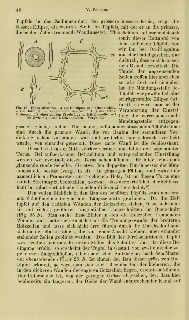 Tüpfels in das Zelllumen dar; der grössere äussere Kreis, resp. die äussere Ellipse, die weiteste Stelle des Tüpfels, mit der er an die primäre, die beiden Zellen trennende Wand ansetzt. Thatsächlich unterscheidet sich somit dieser Hoftüpfel von dem einfachen Tüpfel, wie wir ihn bei Ornithogalum Tit und der Dattel gesehen, nur dadurch, dass er sich an sei- nem Grunde erweitert. Die Tüpfel der angrenzenden Zellen treffen hier aber eben so wie dort auf einander. Ist die Mündungsstelle des Tüpfels wie gewöhnlich eine schräggestellte Ellipse (wie in A), so wird man bei der Veränderung der Einstel- lung die correspondirende Mündungsstelle entgegen- gesetzt geneigt finden. Die beiden aufeinander stossenden Tüpfelräume sind durch die primäre Wand, die vor Beginn der secimdären Ver- dickung schon vorhanden war und weiterhin nur schwach verdickt wurde, von einander eretrennt. Diese zarte Wand ist die Schliesshaut. Fig. 25. Pinus silvestris. A ein Hoftüpfel in Flächenansicht. ß ein Hoftüpfel in tangentialem Längsschnitt, t der Torus. C Querschnitt einer ganzen Tracheide; m Mittellamelle; m* ein Zwickel; i das Grenzhäutchen. Vergr. 540. Dieselbeist in der Mitte stärker verdickt und bildet den sogenannten Torus. Bei aufmerksamer Betrachtung und entsprechender Einstellung werden wir eventuell diesen Torus sehen können. Er bildet eine matt glänzende runde Scheibe, die etwa den doppelten Durchmesser der Mün- dungsstelle besitzt (vergl. in A). In günstigen Fällen, und zwar hier namentlich an Präparaten aus trockenem Holz, ist um diesen Torus eine radiale Streifung zu beobachten, so zwar, dass der zarte Theil der Schliess- haut in radial verlaufende Lamellen dififerenzirt erscheint. Den vollen Einblick in den Bau des behöften Tüpfels kann man erst mit Zuhülfeuahme tangentialer Längsschnitte gewinnen. Da die Hof- tüpfel auf den radialen AVänden der Holzzellen stehen,'^) so sieht man sie auf richtig geführten tangentialen Längsschnitten im Querschnitt (Fig. 25 B). Man suche diese Bilder in den die Holzzellen trennenden Wänden auf, halte sich zunächst an die Trennungswände der breiteren Holzzellen und lasse sich nicht irre führen durch die Durchschnittsan- sichten der Markstrahlen, die von einer Anzahl kleiner, über einander stehender Zellen gebildet werden. Das Bild der durchschnittenen Tüpfel wird freilich nur an sehr zarten Stellen des Schnittes klar. Ist diese Be- dingung erfüllt, so erscheint der Tüpfel in Gestalt von zwei einander zu- gekehrten Zangenköpfen, oder maurischen Spitzbögen, nach dem Muster der obenstehenden Figur 25 B. Ist einmal der Bau dieser grösseren Hof- tüpfel erkannt, so wird man sich auch über den Bau der kleineren, die in den dickeren Wänden der engeren Holzzellen liegen, orientiren können. Der Unterschied ist, von der geringen Grösse abgesehen, der, dass hier beiderseits ein längerer, der Dicke der Wand entsprechender Kanal auf