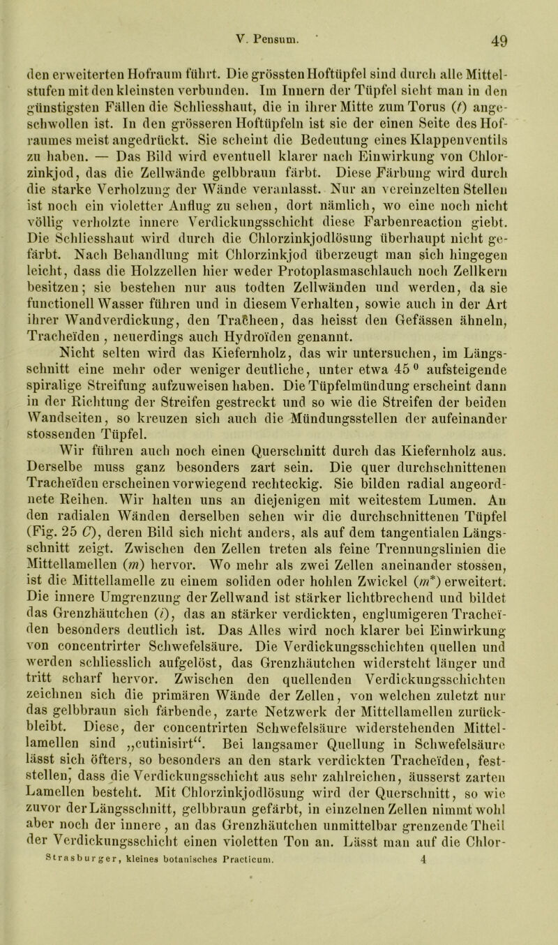 (len erweiterten Hotraiim tiilirt. Die grössten Hoftüpfel sind durch alle Mittel- stufen mit den kleinsten verbunden. Im Innern der Tüpfel sieht man in den günstigsten Fällen die Schliesshaut, die in ihrer Mitte zum Torus (t) ange- schwollen ist. In den grösseren Hoftüpfeln ist sie der einen Seite des Hof- raumes meist angedrückt. Sie scheint die Bedeutung eines Klappenventils zu haben. — Das Bild wird eventuell klarer nach Einwirkung von Chlor- zinkjod, das die Zellwände gelbbraun färbt. Diese Färbung wird durch die starke Verholzung der Wände veranlasst. Nur an vereinzelten Stellen ist noch ein violetter Anflug zu sehen, dort nämlich, wo eine noch nicht völlig verholzte innere Verdickungsschicht diese Farbenreactiou giebt. Die Schliesshaut wird durch die Chlorzinkjodlösung überhaupt nicht ge- färbt. Nach Behandlung mit Chlorzinkjod überzeugt man sich hingegen leicht, dass die Holzzellen hier weder Protoplasmaschlauch noch Zellkern besitzen; sie bestehen nur aus todten Zellwänden und werden, da sie functioneil Wasser führen und in diesem Verhalten, sowie auch in der Art ihrer Wandverdickung, den Tracheen, das heisst den Gefässen ähneln, Tracheiden , neuerdings auch Hydroiden genannt. Nicht selten wird das Kiefernholz, das wir untersuchen, im Längs- schnitt eine mehr oder weniger deutliche, unter etwa 45 ^ aufsteigende spiralige Streifung aufzuweisen haben. Die Tüpfelmündung erscheint dann in der Richtung der Streifen gestreckt und so wie die Streifen der beiden Wandseiten, so kreuzen sich auch die Mündungsstellen der aufeinander stossenden Tüpfel. Wir führen auch noch einen Querschnitt durch das Kiefernholz aus. Derselbe muss ganz besonders zart sein. Die quer durchschnittenen Tracheiden erscheinen vorwiegend rechteckig. Sie bilden radial angeord- nete Reihen. Wir halten uns an diejenigen mit weitestem Lumen. An den radialen Wänden derselben sehen wir die durchschnittenen Tüpfel (Fig. 25 C), deren Bild sich nicht anders, als auf dem tangentialen Längs- schnitt zeigt. Zwischen den Zellen treten als feine Trennungslinien die Mittellamellen (?n) hervor. Wo mehr als zwei Zellen aneinander stossen, ist die Mittellamelle zu einem soliden oder hohlen Zwickel (m*) erweitert. Die innere Umgrenzung der Zellwand ist stärker lichtbrechend und bildet das Grenzhäutchen (/), das an stärker verdickten, englumigeren Trachei- den besonders deutlich ist. Das Alles wird noch klarer bei Einwirkung von concentrirter Schwefelsäure. Die Verdickungsschichten quellen und werden schliesslich aufgelöst, das Grenzhäutchen widersteht länger und tritt scharf hervor. Zwischen den quellenden Verdickungsschichteu zeichnen sich die primären Wände der Zellen, von welchen zuletzt nur das gelbbraun sich färbende, zarte Netzwerk der Mittellamellen zurück- bleibt. Diese, der concentrirteu Schwefelsäure widerstehenden Mittel- lamellen sind ,,cutinisirP^ Bei langsamer Q.uellung in Schwefelsäure lässt sich öfters, so besonders an den stark verdickten Tracheiden, fest- stellen, dass die Verdickungsschicht aus sehr zahlreichen, äusserst zarten Lamellen besteht. Mit Chlorzinkjodlösung wird der Querschnitt, so wie zuvor der Längsschnitt, gelbbraun gefärbt, in einzelnen Zellen nimmt wohl aber noch der innere, an das Grenzhäutchen unmittelbar grenzende Theil der Verdickungsschicht einen violetten Ton an. Lässt man auf die Chlor- Strasburger, kleines botanisches Practicum. 4