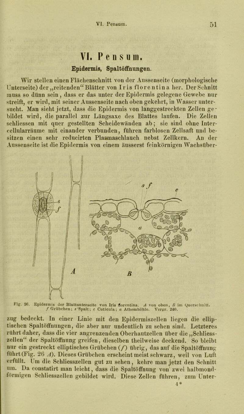 VI. P e w s u m. Epidermis, Spaltöffnungen. Wir stellen einen Fläcliensclinitt von der Aiissenseite (morphologische Unterseite) der ,,reitenden^^ Blätter von Iris florentina her. Der Schnitt muss so dünn sein, dass er das unter der Epidermis gelegene Gewebe nur streift, er wird, mit seiner Aiissenseite nach oben gekelirt, in Wasser unter- sucht. Man sieht jetzt, dass die Epidermis von langgestreckten Zellen ge- bildet wird, die parallel zur Längsaxe des Blattes laufen. Die Zellen schliessen mit quer gestellten Scheidewänden ab; sie sind ohne Inter- cellularräume mit einander verbunden, führen farblosen Zellsaft und be- sitzen einen sehr reducirten Plastmaschlauch nebst Zellkern. An der Aiissenseite ist die Epidermis von einem äusserst feinkörnigen Wachsüber- Fig. 26. Epidermis der Blattunterseite von Iris florentina. A von oben, ß im Querschnitt. / Grübchen; s Spalt; c Cuticula; a Athemhöhle. Vergr. 240. zug bedeckt. In einer Linie mit den Epidermiszellen liegen die ellip- tischen Spaltöffnungen, die aber nur undeutlich zu sehen sind. Letzteres rührt daher, dass die vier angrenzenden Oberhautzellen über die ,,Schliess- zellen^^ der Spaltöffnung greifen, dieselben theilweise deckend. So bleibt nur ein gestreckt elliptisches Grübchen (/*) übrig, dasauf die Spaltöffnung führt (Fig. 26 .1). Dieses Grübchen erscheint meist schwarz, weil von Luft erfüllt. Um die Schliesszellen gut zu sehen, kehre man Jetzt den Schnitt urn. Da constatirt man leicht, dass die Spaltöffnung von' zwei halbmond- förmigen Schliesszellen gebildet wird. Diese Zellen führen, zum Unter- 4*