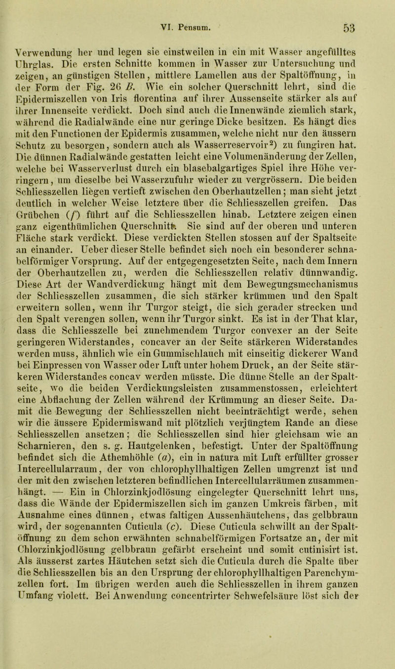 Verwendung her und legen sie einstweilen in ein mit Wasser angefülltes Uhrglas. Die ersten Schnitte kommen in Wasser zur Untersuchung und zeigen, an günstigen Stellen, mittlere Lamellen aus der Spaltöffnung, in der Form der Fig. 2G B. Wie ein solcher Querschnitt lehrt, sind die Fpidermiszellen von Iris florentina auf ihrer Aussenseite stärker als auf ihrer Innenseite verdickt. Doch sind auch die Innenwände ziemlich stark, während die Radialwände eine nur geringe Dicke besitzen. Es hängt dies mit den Functionen der Epidermis zusammen, welche nicht nur den äussern Schutz zu besorgen, sondern auch als Wasserreservoirzu fungiren hat. Die dünnen Radialwände gestatten leicht eine Volumenänderung der Zellen, welche bei Wasserverlust durch ein blasebalgartiges Spiel ihre Höhe ver- ringern , um dieselbe bei Wasserzufuhr wieder zu vergrössern. Die beiden Schliesszellen liegen vertieft zwischen den Oberhautzellen; man sieht jetzt deutlich in welcher Weise letztere über die Schliesszellen greifen. Das Grübchen (/“) führt auf die Schliesszellen hinab. Letztere zeigen einen ganz eigenthümlichen Querschnitk Sie sind auf der oberen und unteren Fläche stark verdickt. Diese verdickten Stellen stossen auf der Spaltseite an einander, üeber dieser Stelle befindet sich noch ein besonderer schna- belförmiger Vorsprung. Auf der entgegengesetzten Seite, nach dem Innern der Oberhautzelleu zu, werden die Schliesszellen relativ dünnwandig. Diese Art der Wandverdickung hängt mit dem Bewegungsmechanismus der Schliesszellen zusammen, die sich stärker krümmen und den Spalt erweitern sollen, wenn ihr Turgor steigt, die sich gerader strecken und den Spalt verengen sollen, wenn ihr Turgor sinkt. Es ist in der That klar, dass die Schliesszelle bei zunehmendem Turgor convexer an der Seite geringeren Widerstandes, concaver an der Seite stärkeren Widerstandes werden muss, ähnlich wie ein Gummischlauch mit einseitig dickerer Wand beiEinpressenvon Wasser oder Luft unter hohem Druck, an der Seite stär- keren Widerstandes concav werden müsste. Die dünne Stelle an der Spalt- seite, wo die beiden Verdickungsleisten zusammenstossen, erleichtert eine Abflachung der Zellen während der Krümmung an dieser Seite. Da- mit die Bewegung der Schliesszellen nicht beeinträchtigt werde, sehen wir die äussere Epidermiswand mit plötzlich verjüngtem Rande an diese Schliesszellen ansetzen; die Schliesszellen sind hier gleichsam wie an Scharnieren, den s. g. Hautgelenken, befestigt. Unter der Spaltöffnung befindet sich die Athemhöhle (a), ein in natura mit Luft erfüllter grosser Tntercellularraum, der von chlorophyllhaltigen Zellen umgrenzt ist und der mit den zwischen letzteren befindlichen Intercellularränmen zusammen- hängt. — Ein in Chlorzinkjodlösung eingelegter Querschnitt lehrt uns,- dass die Wände der Epidermiszellen sich im ganzen Umkreis färben, mit Ausnahme eines dünnen, etwas faltigen Aussenhäutchens, das gelbbraun wird, der sogenannten Cuticula (c). Diese Cuticula schwillt an der Spalt- öffnung zu dem schon erwähnten schnabelförmigen Fortsatze an, der mit Chlorzinkjodlösung gelbbraun gefärbt erscheint und somit cutinisirt ist. Als äusserst zartes Häutchen setzt sich die Cuticula durch die Spalte über die Schliesszellen bis an den Ursprung der chlorophyllhaltigen Parenchym- zellen fort. Im übrigen werden auch die Schliesszellen in ihrem ganzen Umfang violett. Bei Anwendung concentrirter Schwefelsäure löst sich der