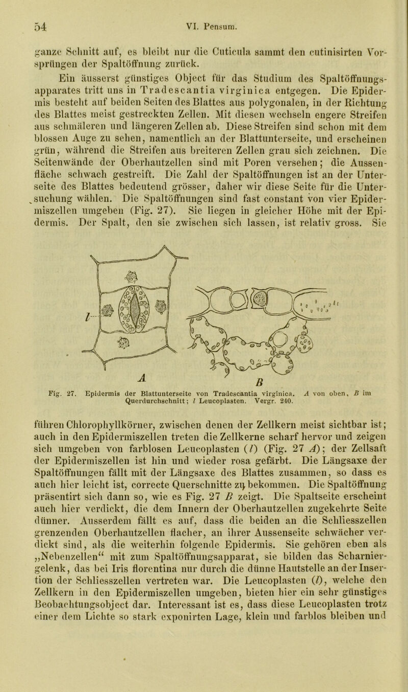 .i;’aiize Schnitt iiuf, es bleibt nur die Cuticula sainmt den cutinisirten V^or- sprüngen der Spaltöffnung zurück. Ein äusserst günstiges Object für das Studium des Spaltöffnungs- apparates tritt uns in Tradescantia virginica entgegen. Die Epider- mis bestellt auf beiden Seiten des Blattes aus polygonalen, in der Richtung des Blattes meist gestreckten Zellen. Mit diesen wechseln engere Streifen aus schmäleren und längeren Zellen ab. Diese Streifen sind schon mit dem blossen Auge zu sehen, namentlich an der Blattunterseite, und erscheinen grün, während die Streifen aus breiteren Zellen grau sich zeichnen. Die Seitenwände der Oberhautzellen sind mit Poren versehen; die Aussen- fläche schwach gestreift. Die Zahl der Spaltöffnungen ist an der Unter- seite des Blattes bedeutend grösser, daher wir diese Seite für die Unter- suchung wählen. Die Spaltöffnungen sind fast constant von vier Epider- miszellen umgeben (Fig. 27). Sie liegen in gleicher Höhe mit der Epi- dermis. Der Spalt, den sie zwischen sich lassen, ist relativ gross. Sie Fig. 27. Epidermis der Blattunterseite von Tradescantia virginica. A von oben, B im Querdurchschnitt; l Leucoplasten. Vergr. 240. führen Chlorophyllkörner, zwischen denen der Zellkern meist sichtbar ist; auch in den Epidermiszellen treten die Zellkerne scharf hervor und zeigen sich umgeben von farblosen Leucoplasten (/) (Fig. 27 ^); der Zellsaft der Epidermiszellen ist hin und wieder rosa gefärbt. Die Längsaxe der Spaltöffnungen fällt mit der Längsaxe des Blattes zusammen, so dass es auch hier leicht ist, correcte Querschnitte zi> bekommen. Die Spaltöffnung präsentirt sich dann so, wie es Fig. 27 ß zeigt. Die Spaltseite erscheint auch hier verdickt, die dem Innern der Oberhautzellen zugekehrte Seite dünner. Ausserdem fällt es auf, dass die beiden an die Schliesszellen grenzenden Oberhautzellen flacher, an ihrer Aussenseite schwächer ver- dickt sind, als die weiterhin folgende Epidermis. Sie gehören eben als „Nebenzellen“ mit zum Spaltöffnungsapparat, sie bilden das Scharnier- gelenk, das bei Iris florentina nur durch die dünne Hautstelle an der Inser- tion der Schliesszellen vertreten war. Die Leucoplasten (l), welche den Zellkern in den Epidermiszellen umgeben, bieten hier ein sehr günstiges Beobachtungsobject dar. Interessant ist es, dass diese Leucoplasten trotz einer dem Lichte so stark exponirten Lage, klein und farblos bleiben und