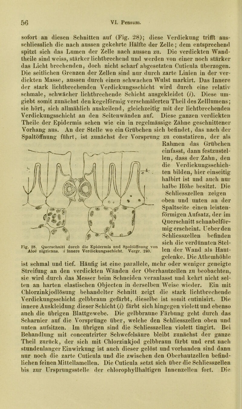 sofort an diesen Schnitten auf (Fig. 28); diese Verdickung trifft aus- schliesslich die nach aussen gekehrte Hälfte der Zelle; dem entsprechend spitzt sich das Lumen der Zelle nach aussen zu. Die verdickten Wand- theile sind weiss, stärker lichtbrechend und werden von einer noch stärker das Licht brechenden, doch nicht scharf abgesetzten Cuticula überzogen. Die seitlichen Grenzen der Zellen sind nur durch zarte Linien in der ver- dickten Masse, aussen durch einen schwachen Wulst markirt. Das Innere der stark lichtbrechenden Verdickungsschicht wird durch eine relativ schmale, schwächer liclitbrechende Schicht ausgekleidet (i). Diese um- giebt somit zunächst den kegelförmig verschmälerten Theil des Zelllumens; sie hört, sich allmählich auskeilend, gleichzeitig mit der lichtbrechenden Verdickungsschicht an den Seiten wänden auf. Diese ganzen verdickten Theile der Epidermis sehen wie ein in regelmässige Zähne geschnittener Vorhang aus. An der Stelle wo ein Grübchen sich befindet, das nach der Spaltöffnung führt, ist zunächst der Vorsprung zu constatiren, der als Rahmen das Grübchen einfasst, dann festzustel- len, dass der Zahn, den die Verdickungsschich- ten bilden, hier einseitig halbirt ist und auch nur lialbe Höhe besitzt. Die Schliesszellen zeigen oben und unten an der Spaltseite einen leisten- förmigen Aufsatz, der im Querschnitt schnabelför- mig erscheint. Ueberden Schliesszellen befinden sich die verdünnten Stel- Fig. 28. Querschnitt durch die Epidermis und Spaitöffming von . n i i tt ^ Aloe nigricans, i innere Verdickungsschicht. Vergr. 240. Clei* \V ailCl alS riaUt- gelenke. Die Athemhöhle ist schmal und tief. Häufig ist eine parallele, mehr oder weniger geneigte Streifung an den verdickten Wänden der Oberhautzellen zu beobachten, sie wird durch das Messer beim Schneiden veranlasst und kehrt nicht sel- ten an harten elastischen Objecten in derselben Weise wieder. Ein mit Chlorzinkjodlösung behandelter Schnitt zeigt die stark lichtbrechende Verdickungsschicht gelbbraun gefärbt, dieselbe ist somit cutinisirt. Die innere Auskleidung dieser Schicht (0 färbt sich hingegen violett und ebenso auch die übrigen Blattgewebe. Die gelbbraune Färbung geht durch das Scharnier auf die Vorsprünge über, welche den Schliesszellen oben und unten aufsitzen. Im übrigen sind die Schliesszellen violett tingirt. Bei Behandlung mit concentrirter Schwefelsäure bleibt zunächst der ganze Theil zurück, der sich mit Chlorzinkjod gelbbraun färbt und erst nach stundenlanger Einwirkung ist auch dieser gelöst und vorhanden sind dann nur noch die zarte Cuticula und die zwischen den Obcrhautzellen befind- lichen feinen Mittellamellen. Die Cuticula setzt sich über die Schliesszellen bis zur Ursprungsstelle der chlorophyllhaltigen Innenzellen fort. Die
