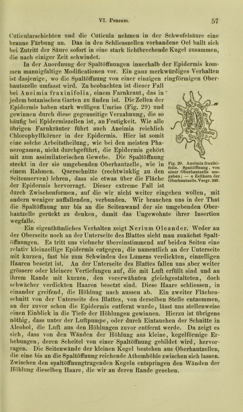 Cuticularschicliten und die Cuticula nehmen in der Scliwefelsäure eine braune Färbung an. Das in den Scldiesszellen vorhandene Oel ballt sich bei Zutritt der Säure sofort in eine stark lichtbrechende Kugel zusammen, die nach einiger Zeit schwindet. In der Anordnung der Spaltöft’nungen innerhalb der Epidermis kom- men mannigfaltige Modificationen vor. Ein ganz merkwürdiges Verhalten ist dasjenige, wo die Spaltöftnung von einer einzigen ringförmigen Ober- hautszelle umfasst wird. Zu beobachten ist dieser Fall bei Aneimia fraxinifolia, einem Farnkraut, das in jedem botanischen Garten zu finden ist. Die Zellen der Epidermis haben stark welligen Umriss (Fig. 29) und gewinnen durch diese gegenseitige Verzahnung, die so liäufig bei Epidermiszellen ist, an Festigkeit. Wie alle übrigen Farnkräuter führt auch Aneimia reichlich Chlorophyllkörner in der Epidermis. Hier ist somit eine solche Arbeitstheilung, wie bei den meisten Pha- nerogamen, nicht durchgeführt, die Epidermis gehört mit zum assimilatorischen Gewebe. Die Spaltöffnung steckt in der sie umgebenden Oberhautzelle, wie in einem Rahmen. Querschnitte (rechtwinklig zu den einer oberhautzeiie’ um- Seitennerven) lehren, dass sie etwas über die Fläche o?erhauueu^vSr°24o^ der Epidermis hervorragt. Dieser extreme Fall ist durch Zwischenformen, auf die wir nicht weiter eingehen wollen, mit andern weniger auffallenden, verbunden. Wir brauchen uns in der That die Spaltöffnung nur bis an die Seitenwand der sie umgebenden Ober- hautzelle gerückt zu denken, damit das Ungewohnte ihrer Insertion wegfalle. Ein eigenthümliches Verhalten zeigt Nerium Oleander. Weder an der Oberseite noch an der Unterseite des Blattes sieht man zunächst Spalt- öffnungen. Es tritt uns vielmehr übereinstimmend auf beiden Seiten eine relativ kleinzellige Epidermis entgegen, die namentlich an der Unterseite mit kurzen, fast bis zum Schwinden des Lumens verdickten, einzelligen Haaren besetzt ist. An der Unterseite des Blattes fallen uns aber weiter grössere oder kleinere Vertiefungen auf, die mit Luft erfüllt sind und an ihrem Rande mit kurzen, den vorerwähnten gleichgestalteten, doch schwächer verdickten Haaren besetzt sind. Diese Haare schliessen, in einander greifend, die Höhlung nach aussen ab. Ein zweiter Flächen- schnitt von der Unterseite des Blattes, von derselben Stelle entnommen, an der zuvor schon die Epidermis entfernt wurde, lässt uns stellenweise einen Einblick in die Tiefe der Höhlungen gewinnen. Hierzu ist übrigens nöthig, dass unter der Luftpumpe, oder durch Eintauchen der Schnitte in Alcohol, die Luft aus den Höhlungen zuvor entfernt werde. Da zeigt es sich, dass von den Wänden der Höhlung aus kleine, kegelförmige Er- hebungen, deren Scheitel von einer Spaltöffnung gebildet wird, hervor- ragen. Die Seitenwände der kleinen Kegel bestehen aus Oberhautzellen, die eine bis an die Spaltöffnung reichende Athemhöhle zwischen sich lassen. Zwischen den spaltöffnungtragenden Kegeln entspringen den Wänden der Höhlung dieselben Haare, die wir an deren Rande gesehen.