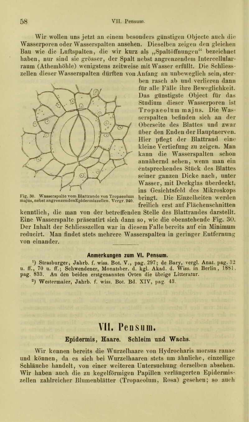 Wir wollen uns jetzt an einem besonders günstigen Objecte auch di<‘ Wasserporen oder Wasserspalten ansehen. Dieselben zeigen den gleichen Bau wie die Luftspalten, die wir kurz als „Spaltölfnungen^‘ bezeichnet haben, nur sind sie grösser, der Spalt nebst angrenzendem Intercellular- raum (Athemhöhle) wenigstens zeitweise mit Wasser erfüllt. Die Schliess- zellen dieser Wasserspalten dürften von Anfang an unbeweglich sein, ster- ben rascli ab und verlieren dann für alle Falle ihre Bewegliclikeit. Das günstigste Object für das Studium dieser Wasserporen ist Tropaeolum majus. Die Was- serspalten befinden sich an der Oberseite des Blattes und zwar über den Enden der Hauptnerven. Hier pflegt der Blattrand eine kleine Vertiefung zu zeigen. Man kann die Wasserspalten schon annähernd sehen, wenn man ein entsprechendes Stück des Blattes seiner ganzen Dicke nach, unter Wasser, mit Deckglas überdeckt, ins Gesichtsfeld des Mikroskops Fig. 30. Wasserspalte vom Blattrande von Tropaeolum bi-jup’t. Die Einzellieiteil Werdcil majus, nebstangrenzendeiiEpidermiszellen. Vcrgr.240. & freilich erst auf Flächenschnitten kenntlich, die man von der betreffenden Stelle des Blattrandes darstellt. Eine Wasserspalte präsentirt sich dann so, wie die obenstehende Fig. 30. Der Inhalt der Schliesszellen war in diesem Falle bereits auf ein Minimum reducirt. Man findet stets mehrere Wasserspalten in geringer Entfernung von einander. Anmerkungen zum VI. Pensum. 0 Strasburger, Jahrb. f. wiss. Bot. V., pag. 297; de Bary, vergl. Anat. pag. c>2 u. ff., 70 u. ff.; Schwendener, Monatsber. d. kgl. Akad. d. Wiss. in Berlin, 1881. pag. 833. An den beiden erstgenannten Orten die übrige Litteratur. 0 Westermaier, Jahrb. f. wiss. Bot. Bd. XIV, pag. 43. Vil. Pensum. Epidermis, Haare. Schleim und Wachs. Wir kennen bereits die Wurzelhaare von Hydrocharis morsus ranae und können, da es sich bei Wurzelhaaren stets um ähnliche, einzellige Schläuche handelt, von einer weiteren Untersuchung derselben absehen. Wir haben auch die zu kegelförmigen Papillen verlängerten Epidermis- zellen zahlreiclier Blumenblätter (Tropaeolum, Rosa) gesehen; so auch