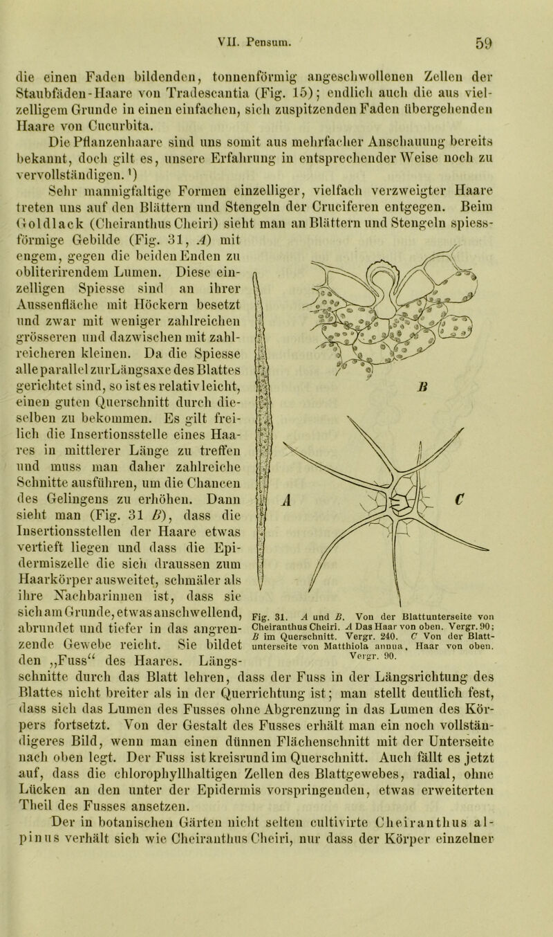 die einen Faden bildenden, tonuenförmig' angescli wollenen Zellen der Staubfäden-Haare von Tradescantia (Fig. 15); endlich auch die aus viel- zelligem Grunde in einen einfachen, sich zuspitzenden Faden übergehenden Haare von Cucurbita. Die PÜanzenhaare sind uns somit aus mehrfacher Anschauung bereits bekannt, doch gilt es, unsere Erfahrung in entsprechender Weise noch zu Sehr mannigfaltige Formen einzelliger, vielfach verzweigter Haare treten uns auf den Blättern und Stengeln der Cruciferen entgegen. Beim Goldlack (Cheiranthiis Cheiri) sieht man an Blättern und Stengeln spiess- förmige engem. vervollständigen Gebilde (Fig. 31, A) mit gegen die beiden Enden zu obliterirendem Lumen. Diese ein- zeiligen Spiesse sind an ihrer Aussenfläche mit Höckern besetzt und zwar mit weniger zahlreichen grösseren und dazwischen mit zahl- reicheren kleinen. Da die Spiesse alle parallel zurLängsaxe des Blattes gerichtet sind, so ist es relativ leicht, einen guten Querschnitt durch die- selben zu bekommen. Es gilt frei- lich die Insertionsstelie eines Haa- res in mittlerer Länge zu treffen und muss man daher zahlreiche Schnitte ausführen, um die Chancen des Gelingens zu erhöhen. Dann sieht man (Fig. 31 ß), dass die Insertionsstellen der Haare etwas vertieft liegen und dass die Epi- dermiszelle die sich draussen zum Haarkörper ausweitet, schmäler als ihre Xachbarinnen ist, dass sie sich am Grunde, etwas anschwellend, abrundet und tiefer in das angren- zende Gewebe reicht. Sie bildet den ,,Fuss^^ des Haares. Längs- schnitte durch das Blatt lehren, dass der Fuss in der Längsrichtung des Blattes nicht breiter als in der Querrichtung ist; man stellt deutlich fest, dass sich das Lumen des Fusses ohne Abgrenzung in das Lumen des Kör- pers fortsetzt. Von der Gestalt des Fusses erhält man ein noch vollstän- digeres Bild, wenn man einen dünnen Flächenschnitt mit der Unterseite nach oben legt. Der Fuss ist kreisrund im Querschnitt. Auch fällt es jetzt auf, dass die chlorophyllhaltigen Zellen des Blattgewebes, radial, ohne Lücken an den unter der Epidermis vorspringeudeii, etwas erweiterten Theil des Fusses ansetzen. Der in botanischen Gärten niclit selten cultivirte Cheiranthiis al- pin us verhält sich wie Cheiranthiis Cheiri, nur dass der Körper einzelner Fig. 31. A und B. Von der Blattuuterseite von Cheiranthus Cheiri. .4 Das Haar von oben. Vergr.90; B im Querschnitt. Vergr. 240. C Von der Blatt- unterseite von Matthiola annua, Haar von oben. Vergr. 90.