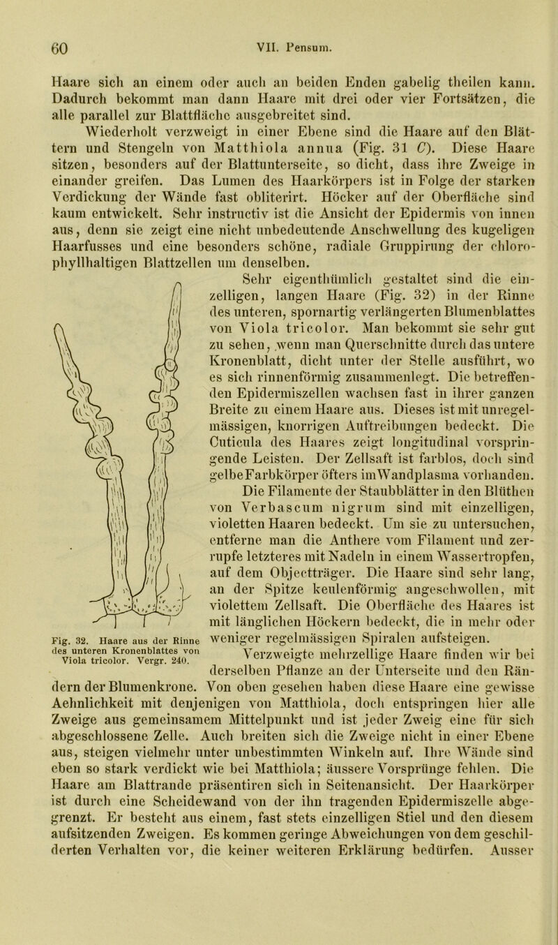 Haare sich an einem oder auch an beiden Enden gabelig tlieilen kann. Dadurch bekommt man dann Haare mit drei oder vier Fortsätzen, die alle parallel zur Blattflächc aiisgebreitet sind. Wiederholt verzweigt in einer Ebene sind die Haare auf den Blät- tern und Stengeln von Matthiola anniia (Fig. 31 C). Diese Haare sitzen, besonders auf der Blattunterseite, so dicht, dass ihre Zweige in einander greifen. Das Lumen des Haarkörpers ist in Folge der starken Verdickung der Wände fast obliterirt. Höcker auf der Oberfläche sind kaum entwickelt. Sehr instructiv ist die Ansicht der Epidermis von innen aus, denn sie zeigt eine nicht unbedeutende Anschwellung des kugeligen Haarfusses und eine besonders schöne, radiale Gruppirung der chloro- phyllhaltigen Blattzellen um denselben. Sehr zelligen. eigenthümlich gestaltet langen sind die ein- Haare (Fig. 32) in der Rinne des unteren, spornartig verlängerten Blumenblattes von Viola tricolor. Man bekommt sie sehr gut zu sehen, wenn man Querschnitte durch das untere Kronenblatt, dicht unter der Stelle ausführt, wo es sich rinnenförmig zusammenlegt. Die betreffen- den Epidermiszellen wachsen fast in ihrer ganzen Breite zu einem Haare aus. Dieses ist mit unregel- mässigen, knorrigen Auftreibungen bedeckt. Die Cuticula des Haares zeigt longitudinal vorsprin- gende Leisten. Der Zellsaft ist farblos, doch sind gelbeFarbkörper öfters imWandplasma vorhanden. Die Filamente der Staubblätter in den Blütheu von Verbascum nigrum sind mit einzelligen, violetten Haaren bedeckt. Um sie zu untersuchen, entferne man die Anthere vom Filament und zer- rupfe letzteres mit Nadeln in einem Wassertropfen, auf dem Objectträger. Die Haare sind sehr lang, an der Spitze keulenförmig angeschwolleu, mit violettem Zellsaft. Die Oberfläche des Haares ist mit länglichen Höckern bedeckt, die in mehr oder weniger regelmässigen Spiralen aufsteigen. Verzweigte mehrzellige Haare finden wir bei derselben Pflanze an der Unterseite und den Rän- Von oben gesehen haben diese Haare eine gewisse Aehnlichkeit mit denjenigen von Matthiola, doch entspringen hier alle Zweige aus gemeinsamem Mittelpunkt und ist jeder Zweig eine für sich abgeschlossene Zelle. Auch breiten sich die Zweige nicht in einer Ebene aus, steigen vielmehr unter unbestimmten Winkeln auf. Ihre Wände sind eben so stark verdickt wie bei Matthiola; äussere Vorsprünge fehlen. Die Haare am Blattrande präsentiren sich in Seitenansicht. Der Haarkörper ist durch eine Scheidewand von der ihn tragenden Epidermiszelle abge- grenzt. Er besteht aus einem, fast stets einzelligen Stiel und den diesem aufsitzenden Zweigen. Es kommen geringe Abweichungen von dem geschil- Fig. 32. Haare aus der Rinne des unteren Kronenblattes von Viola tricolor. Vergr. 240. dem der Blumenkrone. derten Verhalten vor, die keiner weiteren Erklärung bedürfen. Ausser