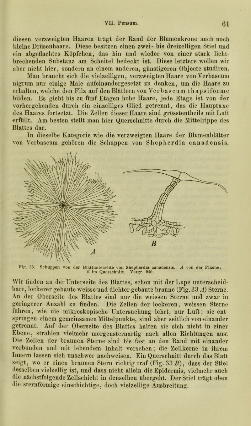 lUesen verzweigten Haaren trägt der Rand der Blumenkrone auch noch kleine Drüsenhaare. Diese besitzen einen zwei- bis dreizeiligen Stiel und ein abgeflachtes Köpfchen, das hin und wieder von einer stark licht- brechenden Substanz am Scheitel bedeckt ist. Diese letztere wollen wir aber nicht hier, sondern an einem anderen, günstigeren Objecte studiren. Man braucht sich die vielzelligen, verzweigten Haare von Verbascuni nigrum nur einige Male aufeinandergesetzt zu denken, um die Haare zu erhalten, welche den Filz auf den Blättern von Verbascum thapsiforme bilden. Es giebt bis zu fünf Etagen hohe Haare, jede Etage ist von der vorhergehenden durch ein einzelliges Glied getrennt, das die Hauptaxe des Haares fortsetzt. Die Zellen dieser Haare sind grösstentheils mit Luft erfüllt. Am besten stellt man hier Querschnitte durch die Mittelrippe des Blattes dar. In dieselbe Kategorie wie die verzweigten Haare der Blumenblätter von Verbascum gehören die Schuppen von Shepherdia canadensis. Fig. 33. Schuppen von der Blattunterseite von Shepherdia canadensis. A von der Fläche; B im Querschnitt. Vergr. 240. Wir finden an der Unterseite des Blattes, schon mit der Lupe unterscheid- bare, lockerer gebaute weisse und dichter gebaute braune (Fig. 33 A) Sterne. An der Oberseite des Blattes sind nur die weissen Sterne und zwar in geringerer Anzahl zu finden. Die Zellen der lockeren, weissen Sterne tühren, wie die mikroskopische Untersuchung lehrt, nur Luft; sie ent- springen einem gemeinsamen Mittelpunkte, sind aber seitlich von einander getrennt. Auf der Oberseite des Blattes halten sie sich nicht in einer Ebene, strahlen vielmehr morgensternartig nach allen Richtungen aus'. Die Zellen der braunen Sterne sind bis fast an den Rand mit einander verbunden und mit lebendem Inhalt versehen; die Zellkerne in ihrem Innern lassen sich unschwer nachweisen. Ein Querschnitt durch das Blatt zeigt, wo er einen braunen Stern richtig traf (Fig. 33.5), dass der Stiel desselben vielzellig ist, und dass nicht allein die Epidermis, vielmehr auch die nächstfolgende Zellschicht in denselben übergeht. Der Stiel trägt oben die sternförmige einschichtige, doch vielzellige Ausbreitung.