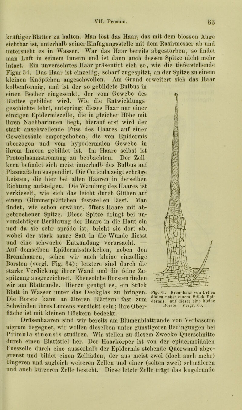 kräftiger Blätter zu halten. Man löst das Haar, das mit dem blossen Auge sichtbar ist, unterhalb seiner Einfügungsstelle mit dem Rasirmesser ab und untersucht es in Wasser. War das Haar bereits abgestorben, so findet man Luft in seinem Innern und ist dann auch dessen Spitze nicht mehr intact. Ein unversehrtes Haar präsentirt sich so, wie die tieferstehendc Figur 34. Das Haar ist einzellig, scharf zugespitzt, an der Spitze zu einem kleinen Knöpfchen angeschwollen. Am Grund erweitert sich das Haar kolbenförmig, und ist der so gebildete Bulbus in einen Becher eingesenkt, der vom Gewebe des Blattes gebildet wird. Wie die Entwicklungs- geschichte lehrt, entspringt dieses Haar nur einer einzigen Epidermiszelle, die in gleicher Höhe mit ihren Nachbarinnen liegt, hierauf erst wird der stark anschwellende Fuss des Haares auf einer Gewebesäule emporgehoben, die von Epidermis überzogen und vom hypodermalen Gewebe in ihrem Innern gebildet ist. Im Haare selbst ist Protoplasmaströmung zu beobachten. Der Zell- kern befindet sich meist innerhalb des Bulbus auf Plasmafäden suspendirt. Die Cuticula zeigt schräge Leisten, die hier bei allen Haaren in derselben Richtung aufsteigeu. Die Wandung des Haares ist verkieselt, wie sich das leicht durch Glühen auf einem Glimmerplättchen feststellen lässt. Man findet, wie schon erwähnt, öfters Haare mit ab- gebrochener Spitze. Diese Spitze dringt bei un- vorsichtiger Berührung der Haare in die Haut ein und da sie sehr spröde ist, bricht sie dort ab, wobei der stark saure Saft in die Wunde fliesst und eine schwache Entzündung verursacht. — Auf demselben Epidermisstückchen, neben den Brennhaaren, sehen wir auch kleine einzellige Borsten (vergl. Fig. 34); letztere sind durch die starke Verdickung ihrer Wand und die feine Zu- spitzung ausgezeichnet. Ebensolche Borsten finden wir am Blattrande. Hierzu genügt es, ein Stück Blatt in Wasser unter das Deckglas zu bringen. Fig. 34. Brennhaar von Urtica Die Borste kann an älteren Blättern fast zum derm^s^^aut’tUesS Schwinden ihres Lumens verdickt sein; ihre Ober- Borste, vergr. ro. fläche ist mit kleinen Höckern bedeckt. Drüsenhaaren sind wir bereits am Blumenblattrande von Verbascum nigrum begegnet, wir wollen dieselben unter günstigeren Bedingungen bei Primula sinensis studiren. Wir stellen zu diesem Zwecke Querschnitte durch einen Blattstiel her. Der Haarkörper ist von der epidermoidalen Fusszelle durch eine ausserhalb der Epidermis stehende Querwand abge- grenzt und bildet einen Zellfaden, der aus meist zwei (doch auch mehr) längeren und zugleich weiteren Zellen und einer (selten zwei) schmäleren und auch kürzeren Zelle besteht. Diese letzte Zelle trägt das kugelrunde