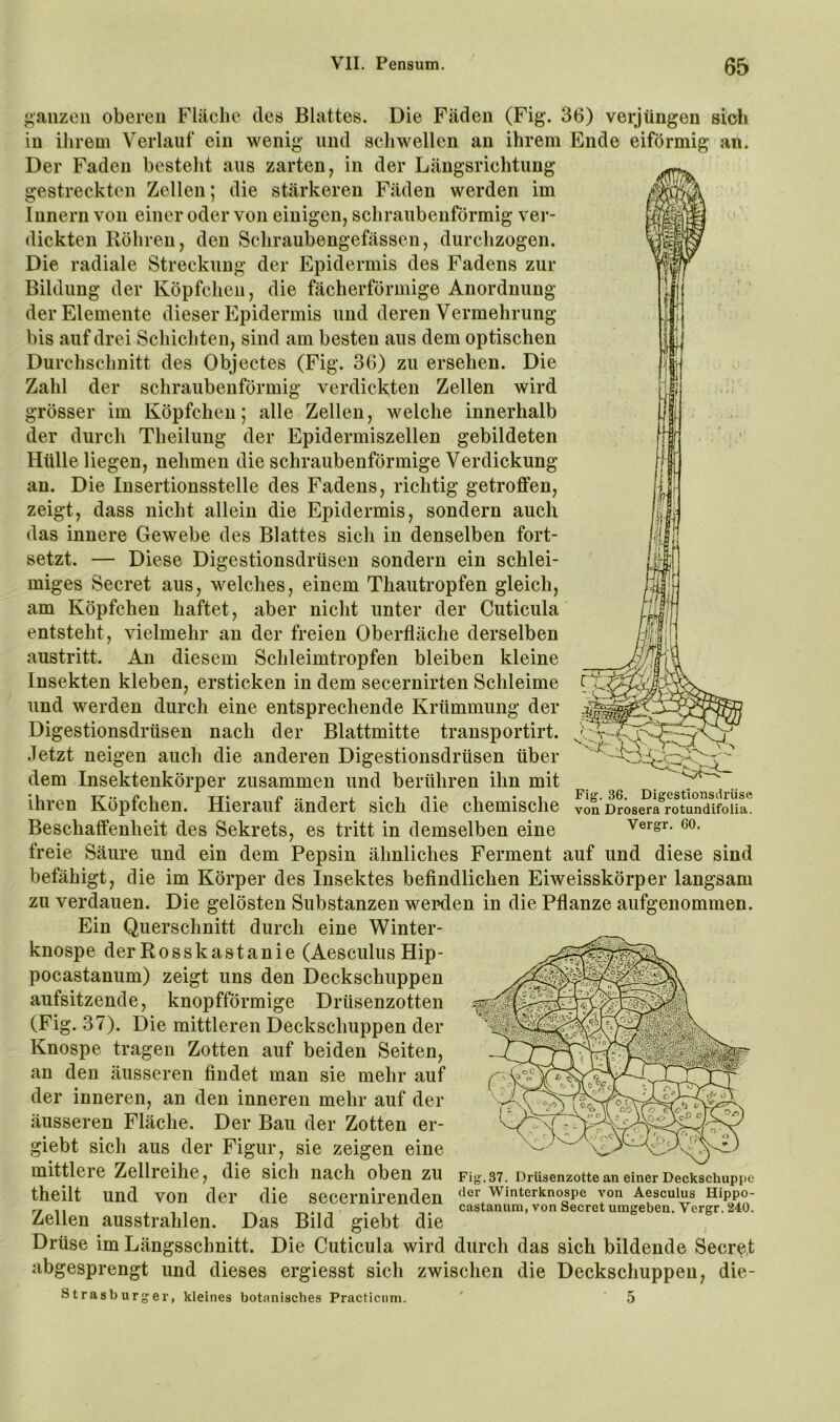 j*’aiizen obereu Flüche des Blattes. Die Fäden (Fig. 36) verjüngen sich in ihrem Verlauf ein wenig und schwellen an ihrem Ende eiförmig an. Der Faden besteht aus zarten, in der Längsrichtung gestreckten Zellen; die stärkeren Fäden werden im Innern von einer oder von einigen, schraubenförmig ver- dickten Röhren, den Sehraubengefässen, durchzogen. Die radiale Streckung der Epidermis des Fadens zur Bildung der Köpfchen, die fächerförmige Anordnung der Elemente dieser Epidermis und deren Vermehrung bis auf drei Schichten, sind am besten aus dem optischen Durchschnitt des Objectes (Fig. 36) zu ersehen. Die Zahl der schraubenförmig verdickten Zellen wird grösser im Köpfchen; alle Zellen, welche innerhalb der durch Theilung der Epidermiszellen gebildeten Hülle liegen, nehmen die schraubenförmige Verdickung an. Die Insertionsstelle des Fadens, richtig getroffen, zeigt, dass nicht allein die Epidermis, sondern auch das innere Gewebe des Blattes sich in denselben fort- setzt. — Diese Digestionsdrüsen sondern ein schlei- miges Secret aus, welches, einem Thautropfen gleich, am Köpfchen haftet, aber nicht unter der Cuticula entsteht, vielmehr an der freien Oberfläche derselben austritt. An diesem Schleimtropfen bleiben kleine Insekten kleben, ersticken in dem secernirten Schleime und werden durch eine entsprechende Krümmung der Digestionsdrüsen nach der Blattmitte transportirt. Jetzt neigen auch die anderen Digestionsdrüsen über dem Insektenkörper zusammen und berühren ihn mit •1 ^ TT' I* 1 TT« •• j j. • 1 T 1 *1 Fig. 36. Digestionsdriise Ihren Koptchen. Hierauf ändert sich die chemische von Drosera rotundUoiia. Beschaffenheit des Sekrets, es tritt in demselben eine vergr. eo. freie Säure und ein dem Pepsin ähnliches Ferment auf und diese sind befähigt, die im Körper des Insektes befindlichen Eiweisskörper langsam zu verdauen. Die gelösten Substanzen werden in die Pflanze aufgenommen. Ein Querschnitt durch eine Winter- knospe der Rosskastanie (Aesculus Hip- pocastanum) zeigt uns den Deckschuppen aufsitzende, knopfförmige Drüsenzotten (Fig. 37). Die mittleren Deckschuppen der Knospe tragen Zotten auf beiden Seiten, an den äusseren findet man sie mehr auf der inneren, an den inneren mehr auf der äusseren Fläche. Der Bau der Zotten er- giebt sich aus der Figur, sie zeigen eine mittlere Zellreihe, die sich nach oben zu Fig. 37. Drüsenzotte an einer Deckschuppe theilt und von der die secernirenden der winterknospe von Aesculus Hippo- r7i, ,,, . castanum, von Secret umgeben, \ergr. 240. Zellen ausstrahlen. Das Bild giebt die , Drüse im Längsschnitt. Die Cuticula wird durch das sich bildende Secret abgesprengt und dieses ergiesst sich zwischen die Deckschuppen, die- Strasburger, kleines botanisches Practiciim. ' 5