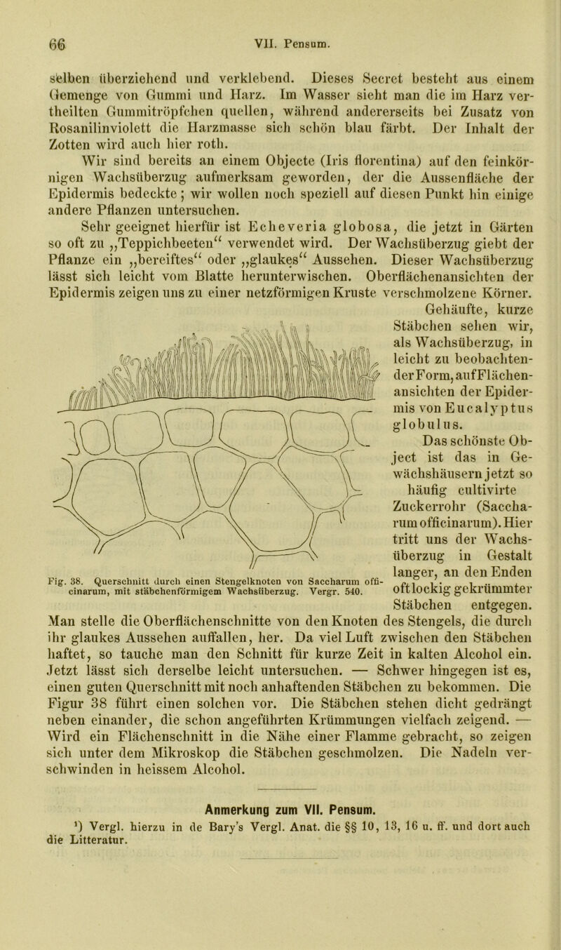 selben überziehend und verklebend. Dieses 8ecret besteht aus einem Gemenge von Gummi und Harz. Im Wasser sieht man die im Harz ver- theilten Gummitröpfchen quellen, während andererseits bei Zusatz von Rosanilinviolett die Harzmasse sich schön blau färbt. Der Inhalt der Zotten wird auch hier roth. Wir sind bereits an einem Objecte (Iris florentina) auf den feinkör- nigen Wachsüberzug aufmerksam geworden, der die Aussenfläche der Kpidermis bedeckte ; wir wollen noch speziell auf diesen Punkt hin einige andere Pflanzen untersuchen. Sehr geeignet hierfür ist Echeveria globosa, die jetzt in Gärten so oft zu „Teppichbeeten^^ verwendet wird. Der Wachsüberzug giebt der Pflanze ein „bereiftes^^ oder „glaukes^^ Aussehen. Dieser Wachsüberzug lässt sich leicht vom Blatte herunterwischen. Oberflächenansichten der Epidermis zeigen uns zu einer netzförmigen Kruste verschmolzene Körner. Gehäufte, kurze Stäbchen sehen wir, als Wachsüberzug, in leicht zu beobachten- der Form, auf Flächen- ansichten der Epider- mis von Eucalyptus globulus. Das schönste Ob- ject ist das in Ge- wächshäusern jetzt so häufig cultivirte Zuckerrohr (Saccha- rum officinarum). Hier tritt uns der Wachs- überzug in Gestalt langer, an den Enden oft lockig gekrümmter Stäbchen entgegen. Man stelle die Oberflächenschnitte von den Knoten des Stengels, die durch ihr glaukes Aussehen auffallen, her. Da viel Luft zwischen den Stäbchen haftet, so tauche man den Schnitt für kurze Zeit in kalten Alcohol ein. Jetzt lässt sich derselbe leicht untersuchen. — Schwer hingegen ist es, einen guten Querschnitt mit noch anhaftenden Stäbchen zu bekommen. Die Figur 38 führt einen solchen vor. Die Stäbchen stehen diclit gedrängt neben einander, die schon angeführten Krümmungen vielfach zeigend. — Wird ein Flächenschnitt in die Nähe einer Flamme gebracht, so zeigen sich unter dem Mikroskop die Stäbchen geschmolzen. Die Nadeln ver- schwinden in heissem Alcohol. Fig. 38. Querschnitt durch einen Stengelknoten von Saccharum offi- cinarum, mit stäbchenförmigem Wachsüberzug. Vergr. 540. Anmerkung zum Yll. Pensum. ’) Vergl. hierzu in de Bary’s Vergl. Anat. die §§ 10, 13, 16 u. ff. und dort auch die Litteratur.