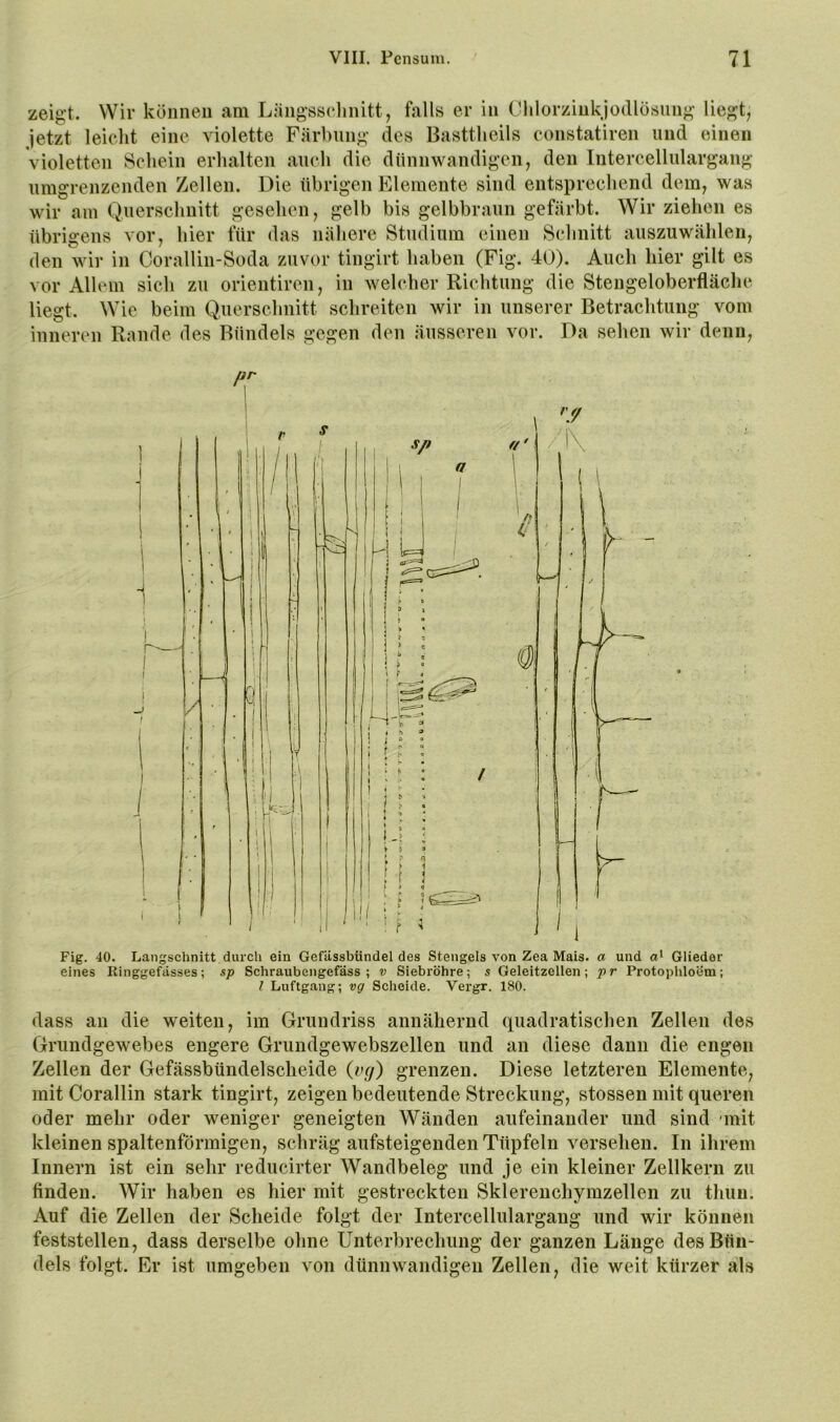 zeig’t. Wir können am Liingsselinitt, fjills er in Chlorziukjodlösiing liegt, jetzt leicht eine violette Färbung des Basttheils constatiren und einen violetten Schein erhalten auch die dünnwandigen, den Intercellulargang umgrenzenden Zellen. Die übrigen Elemente sind entsprechend dem, was wir am Querschnitt gesehen, gelb bis gelbbraun gefärbt. Wir ziehen es übrigens vor, hier für das nähere Studium einen Schnitt auszuwählen, den wir in Corallin-Soda zuvor tingirt haben (Fig. 40). Auch hier gilt es vor Allem sich zu orieutiren, in welcher Richtung die Stengeloberfläche liegt. Wie beim Querschnitt schreiten wir in unserer Betrachtung vom inneren Rande des Bündels gegen den äusseren vor. Da sehen wir denn. Fig. 40. Langschnitt durch ein Gefässbündel des Stengels von Zea Mais, a und Glieder eines Ringgefässes; sp Schraubengefäss ; v Siebröhre; s Geleitzellen; pr Protophloem; l Luftgang; vg Scheide. Vergr. 180. dass an die weiten, im Grundriss annähernd quadratischen Zellen des Grundgewebes engere Grundgewebszellen und an diese dann die engen Zellen der Gefässbündelscheide {v(j) grenzen. Diese letzteren Elemente, mit Corallin stark tingirt, zeigen bedeutende Streckung, stossen mit queren oder mehr oder weniger geneigten Wänden aufeinander und sind -mit kleinen spaltenförmigen, schräg aufsteigenden Tüpfeln versehen. In ihrem Innern ist ein sehr reducirter Wandbeleg und je ein kleiner Zellkern zu finden. Wir haben es hier mit gestreckten Sklerenchymzellen zu thun. Auf die Zellen der Scheide folgt der Intercellulargang und wir können feststellen, dass derselbe ohne Unterbrechung der ganzen Länge des Bün- dels folgt. Er ist umgeben von dünnwandigen Zellen, die weit kürzer als