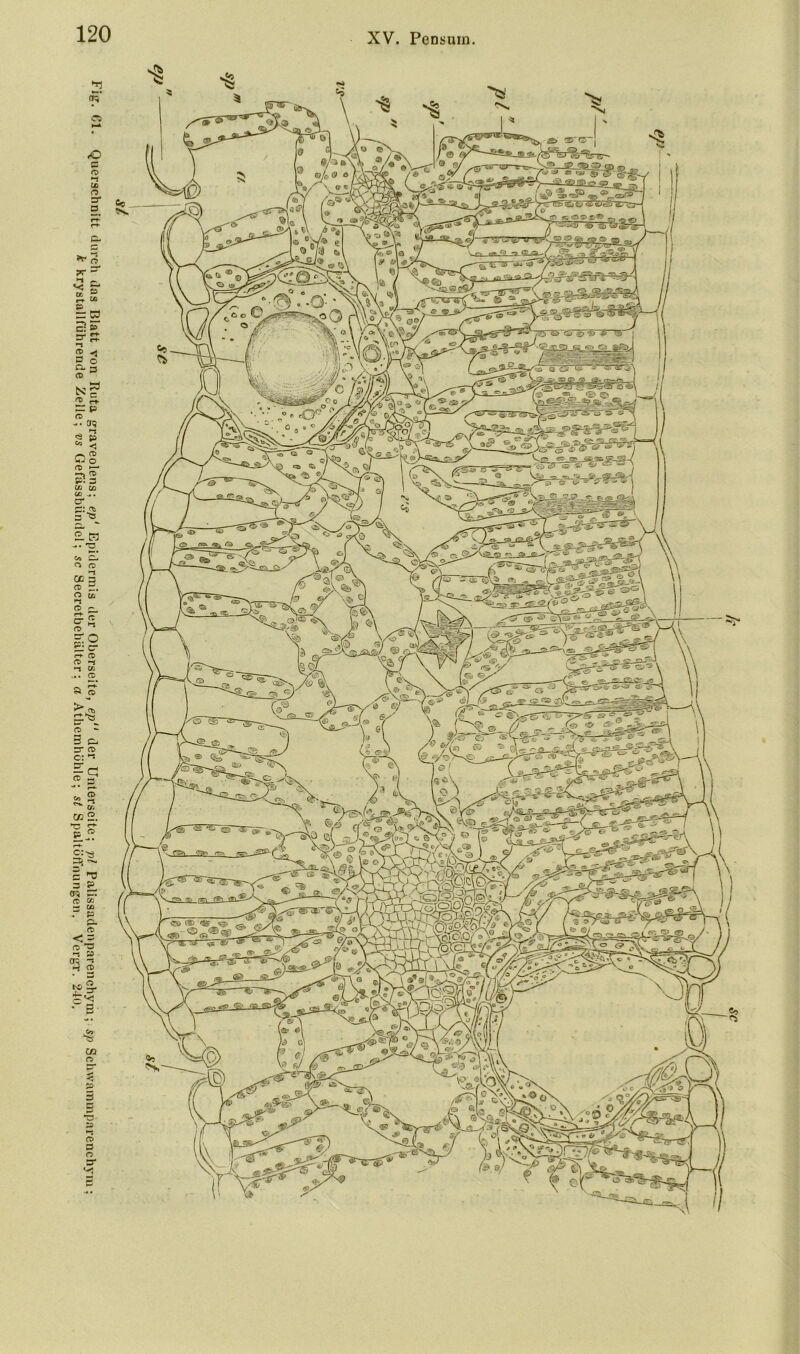 Fig’. CI. Querschnitt durch das Blatt von Rata graveolens; ep' Epidermis der Oberseite, ep‘* der Unterseite; pl Palissadenparenchyra; s/) Schwainmparenchym; k krystallführende Zelle; vs Gefässbündcl; sc Secretbehälter; a Athemhühle; st Spaltöffnungen. Vergr. 240.