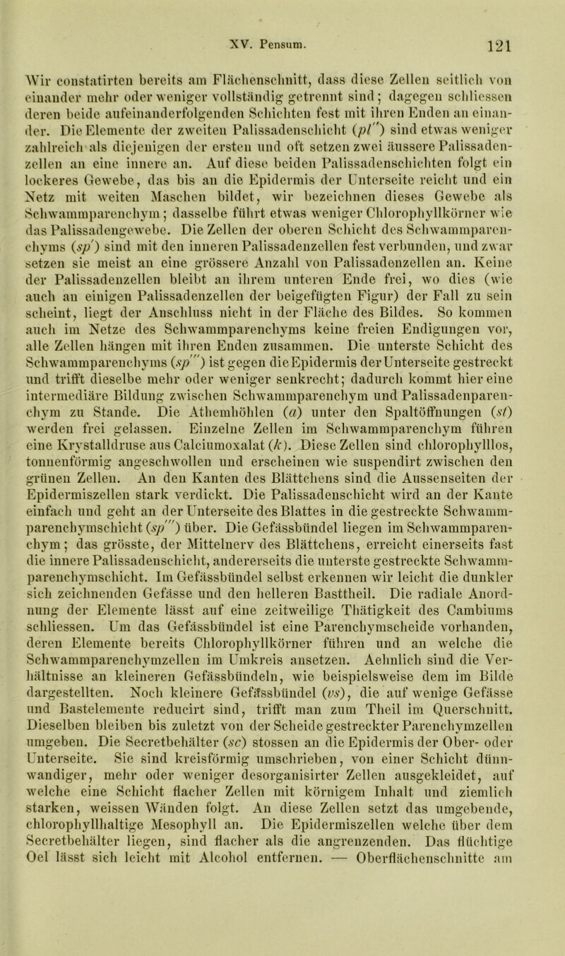 Wir coiistatirteii bereits am Fläcljensclmitt, dass diese Zellen seitlicli von einander melir oder weniger vollständig getrennt sind; dagegen sclilicssen deren beide aufeinanderfolgenden Schichten fest mit ihren Enden an einan- der. Die Elemente der zweiten Palissadenscliicht {pl) sind etw as weniger zahlreich als diejenigen der ersten und oft setzen zwei äussere Palissaden- zellen an eine innere an. Auf diese beiden Palissadenschichten folgt ein lockeres Cxewebe, das bis an die Epidermis der Unterseite reicht und ein Netz mit Aveiten Maschen bildet, wir bezeichnen dieses Gewebe als Sclnvammparenchym ; dasselbe führt etwas weniger Chlorophyllkörner wie das PalissadengCAvebe. Die Zellen der oberen Schicht des Schwammparen- chyms {sp) sind mit den inneren Palissadenzellen fest verbunden, und zwar setzen sie meist an eine grössere Anzahl von Palissadenzellen an. Keine der Palissadenzellen bleibt an ihrem unteren Ende frei, avo dies (wie auch au einigen Palissadenzellen der beigefiigten Figur) der Fall zu sein scheint, liegt der Anschluss nicht in der Fläche des Bildes. So kommen auch im Netze des Schwammparenchyms keine freien Endigungen vor, alle Zellen hängen mit ihren Enden zusammen. Die unterste Schicht des ScliAvammparenchyms {sp) ist gegen die Epidermis der Unterseite gestreckt und trifft dieselbe mehr oder Aveniger senkrecht; dadurch kommt hier eine intermediäre Bildung ZAvischen ScliAvammparenchym und Palissadenparen- chym zu Stande. Die Athemhöhlen {a) unter den Spaltöffnungen {st) Averden frei gelassen. Einzelne Zellen im Schwammparenchym führen eine Krystalldruse aus Calciumoxalat (/t). Diese Zellen sind chlorophylllos, tonnenförmig augeschAVollen und erscheinen v/ie suspendirt zwischen den grünen Zellen. An den Kanten des Blättchens sind die Aussenseiten der Epidermiszellen stark verdickt. Die Palissadenschicht wird an der Kante einfach und geht an der Unterseite des Blattes in die gestreckte ScliAvamm- parenchymschicht {sp) über. Die Gefässbündel liegen im Schwammparen- chym; das grösste, der Mitteluerv des Blättchens, erreicht einerseits fast die innere Palissadenschicht, andererseits die unterste gestreckte Schwamm- parenchymschicht. Im Gefässbündel selbst erkennen wir leicht die dunkler sich zeichnenden Gefässe und den helleren Basttheil. Die radiale Anord- nung der Elemente lässt auf eine zeitweilige Tliätigkeit des Cambiums schliessen. Um das Gefässbündel ist eine Parenchymscheide vorhanden, deren Elemente bereits Chlorophyllkörner führen und an Avelche die SchAvammparenchymzellen im Umkreis ansetzen. Aehnlich sind die Ver- liältnisse an kleineren Gefässbündeln, wie beispielsweise dem im Bilde dargestellten. Noch kleinere Gefässbündel {vs)^ die auf AV'enige Gefässe und Bastelemente reducirt sind, trifft man zum Theil im Querschnitt. Dieselben bleiben bis zuletzt von der Scheide gestreckter Parenchymzellen umgeben. Die Secretbehälter {sc) stossen an die Epidermis der Ober- oder Unterseite. Sie sind kreisförmig umschrieben, von einer Schicht dünn- Avandiger, mehr oder A\^eniger desorganisirter Zellen ausgekleidet, auf Avelche eine Schicht flacher Zellen mit körnigem Inhalt und ziemlich starken, Aveissen Wänden folgt. An diese Zellen setzt das umgebende, chlorophyllhaltige Mesophyll an. Die Epidermiszellen welche über dem Secretbehälter liegen, sind flacher als die angrenzenden. Das flüchtige Oel lässt sich leicht mit Alcohol entfernen. — Oberflächenschnitte am