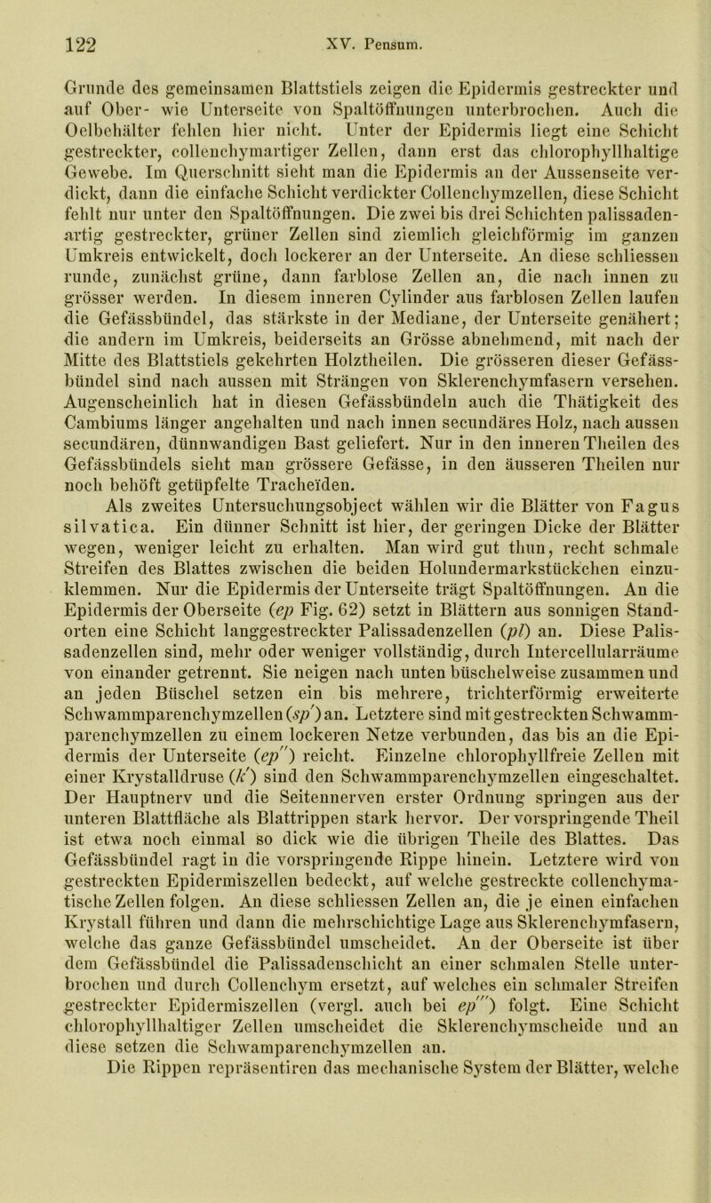 Grunde des gemeinsamen Blattstiels zeigen die Epidermis gestreckter und auf Ober- wie Unterseite von Spaltöffnungen unterbrochen. Auch die Oelbehälter fehlen hier nicht. Unter der Epidermis liegt eine Schicht gestreckter, collenchymartiger Zellen, dann erst das chlorophyllhaltige Gewebe. Im Querschnitt sieht man die Epidermis an der Aussenseite ver- dickt, dann die einfache Schicht verdickter Collenchymzellen, diese Schicht fehlt nur unter den Spaltöffnungen. Die zwei bis drei Schichten palissaden- artig gestreckter, grüner Zellen sind ziemlich gleichförmig im ganzen Umkreis entwickelt, doch lockerer an der Unterseite. An diese schliessen runde, zunächst grüne, dann farblose Zellen an, die nach innen zu grösser werden. In diesem inneren Cylinder aus farblosen Zellen laufen die Gefässbündel, das stärkste in der Mediane, der Unterseite genähert; die andern im Umkreis, beiderseits an Grösse abnehmend, mit nach der Mitte des Blattstiels gekehrten Holztheilen. Die grösseren dieser Gefäss- bündel sind nach aussen mit Strängen von Sklerenchymfasern versehen. Augenscheinlich hat in diesen Gefässbündeln auch die Thätigkeit des Cambiums länger angehalten und nach innen secundäres Holz, nach aussen secundären, dünnwandigen Bast geliefert. Nur in den inneren Theilen des Gefässbündels sieht man grössere Gefässe, in den äusseren Theilen nur noch behöft getüpfelte Tracheiden. Als zweites Untersuchungsobject wählen wir die Blätter von Fagus silvatica. Ein dünner Schnitt ist hier, der geringen Dicke der Blätter wegen, weniger leicht zu erhalten. Man wird gut thun, recht schmale Streifen des Blattes zwischen die beiden Holundermarkstückchen einzu- klemmen. Nur die Epidermis der Unterseite trägt Spaltöffnungen. An die Epidermis der Oberseite {ep Fig. 62) setzt in Blättern aus sonnigen Stand- orten eine Schicht langgestreckter Palissadenzellen {pl) au. Diese Palis- sadenzellen sind, mehr oder weniger vollständig, durch lutercellularräume von einander getrennt. Sie neigen nach unten büschelweise zusammen und an jeden Büschel setzen ein bis mehrere, trichterförmig erweiterte Schwammpareuchymzellen {sp) an. Letztere sind mit gestreckten Schwamm- parenchymzellen zu einem lockeren Netze verbunden, das bis an die Epi- dermis der Unterseite {ep) reicht. Einzelne chlorophyllfreie Zellen mit einer Krystalldruse {k') sind den Schwammparenchymzelleu eingeschaltet. Der Hauptnerv und die Seitennerven erster Ordnung springen aus der unteren Blattfläche als Blattrippen stark hervor. Der vorspringende Theil ist etwa noch einmal so dick wie die übrigen Theile des Blattes. Das Gefässbündel ragt in die vorspriugende Rippe hinein. Letztere wird von gestreckten Epidermiszellen bedeckt, auf welche gestreckte collenchyma- tische Zellen folgen. An diese schliessen Zellen an, die je einen einfachen Krystall führen und dann die mehrschichtige Lage aus Sklerenchymfasern, welche das ganze Gefässbündel umscheidet. An der Oberseite ist über dem Gefässbündel die Palissadenschicht an einer schmalen Stelle unter- brochen und durch Collenchym ersetzt, auf welches ein schmaler Streifen gestreckter Epidermiszellen (vergl. auch bei ep) folgt. Eine Schicht chlorophyllhaltiger Zellen umscheidet die Sklerenchj^mscheide und au diese setzen die Schwamparenchymzellen an. Die Rippen repräsentiren das mechanische System der Blätter, welche