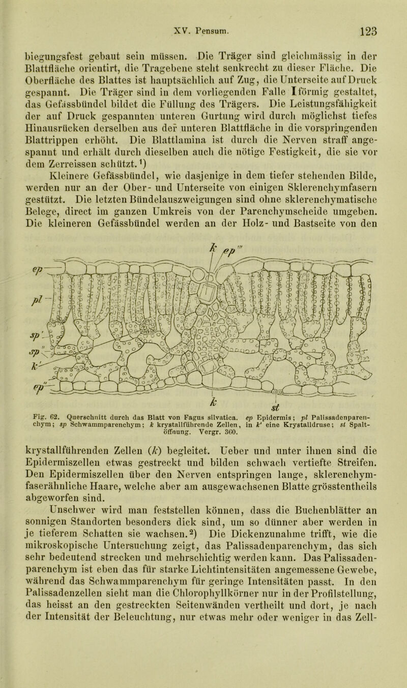 biegungsfest gebaut sein müssen. Die Träger sind gleicbmässig in der Blattfläclie orientirt, die Tragebene steht senkrecht zu dieser Fläche. Die Oberfläche des Blattes ist hauptsächlich auf Zug, die Unterseite auf Druck gespannt. Die Träger sind in dem vorliegenden Falle Iförmig gestaltet, das Gefassbündel bildet die Füllung des Trägers. Die Leistungsfähigkeit der auf Druck gespannten unteren Gurtung wird durch möglichst tiefes Hiuaiisrücken derselben aus der unteren Blattfläche in die vorspringenden Blattrippen erhöht. Die Blattlamina ist durch die Nerven straff ange- spannt und erhält durch dieselben auch die nötige Festigkeit, die sie vor dem Zerreissen schützt.^) Kleinere Gefässbündel, wie dasjenige in dem tiefer stehenden Bilde, werden nur au der Ober- und Unterseite von einigen Sklerenchymfasern gestützt. Die letzten Bündelauszweigungen sind ohne sklerenchymatische Belege, direct im ganzen Umkreis von der Parenchymscheide umgeben. Die kleineren Gefässbündel werden an der Holz- und Bastseite von den Fig. 62. Querschnitt durch das Blatt von Fagus silvatica. ep Epidermis; pl Palissadenparen- chym; sp Schwammparenchym; k krystallfiihrende Zellen, in k‘ eine Krystalldruse; si Spalt- öffnung. Vergr, 360. krystallführeuden Zellen (Ji) begleitet. Ueber und unter ihnen sind die Epidermiszellen etwas gestreckt und bilden schwach vertiefte Streifen. Den Epidermiszellen über den Nerven entspringen lange, sklerenchym- faserähnliche Haare, welche aber am ausgewachsenen Blatte grösstentheils abgeworfen sind. Unschwer wird man feststellen können, dass die Buchenblätter an sonnigen Standorten besonders dick sind, um so dünner aber werden in je tieferem Schatten sie wachsen.Die Dickenzunahme trifft, wie die mikroskopische Untersuchung zeigt, das Palissadeuparenchym, das sich sehr bedeutend strecken und mehrschichtig werden kann. Das Palissaden- parenchym ist eben das für starke Lichtintensitäten angemessene Gewebe, während das Schwammparenchym für geringe Intensitäten passt. In den Palissadenzellen sieht man die Chlorophyllkörner nur in der Profilstellung, das heisst an den gestreckten Seitenwänden vertheilt und dort, je nach der Intensität der Beleuchtung, nur etwas mehr oder weniger in das Zell-