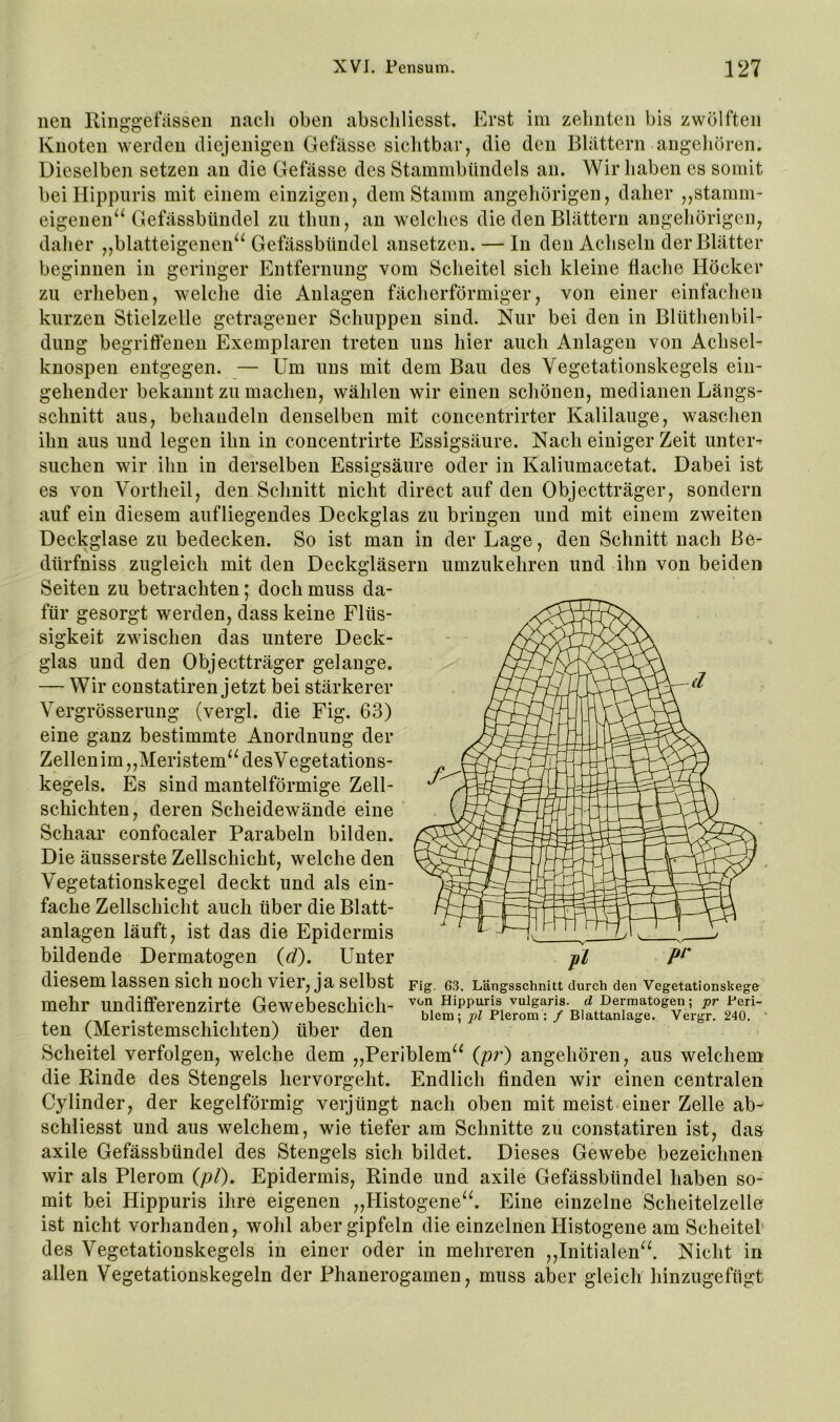 iien llinggefasseii nach oben abscliliesst. Erst im zehnten bis zwölften Knoten werden diejenigen Gefässe sichtbar, die den Blättern angeliören. Dieselben setzen an die Gefässe des Stammbündels an. Wir haben es somit beiHippiiris mit einem einzigen, dem Stamm angehörigen, daher ,,stamm- eigenen^^ Gefässbündel zu thun, an welches die den Blättern angehörigen, daher „blatteigenen“ Gefässbündel ansetzen. — In den Achseln der Blätter beginnen in geringer Entfernung vom Scheitel sich kleine flache Höcker zu erheben, welche die Anlagen fächerförmiger, von einer einfachen kurzen Stielzelle getragener Schuppen sind. Nur bei den in Blüthenbil- dung begriffenen Exemplaren treten uns hier auch Anlagen von Achsel- knospen entgegen. — Um uns mit dem Bau des Vegetationskegels ein- gehender bekannt zu machen, wählen wir einen schönen, medianen Längs- schnitt aus, behandeln denselben mit concentrirter Kalilauge, waschen ihn aus und legen ihn in concentrirte Essigsäure. Nach einiger Zeit unter-^ suchen wir ihn in derselben Essigsäure oder in Kaliumacetat. Dabei ist es von Vortheil, den Schnitt nicht direct auf den Objectträger, sondern auf ein diesem aufliegendes Deckglas zu bringen und mit einem zweiten Deckglase zu bedecken. So ist man in der La^e, den Schnitt nach ße- dürfniss zugleich mit den Deckgläsern umzukehren und ihn von beiden Seiten zu betrachten; doch muss da- für gesorgt werden, dass keine Flüs- sigkeit zwischen das untere Deck- glas und den Objectträger gelange. — Wir constatiren jetzt bei stärkerer Vergrösserung (vergl. die Fig. 63) eine ganz bestimmte Anordnung der Zellen im,,Meristem“ desVegetations- kegels. Es sind mantelförmige Zell- schichten, deren Scheidewände eine Schaar confocaler Parabeln bilden. Die äusserste Zellschicht, welche den Vegetationskegel deckt und als ein- fache Zellschicht auch über die Blatt- anlagen läuft, ist das die Epidermis bildende Dermatogen {d). Unter fl W diesem lassen sich noch vier, ja selbst pig, 6.3. Längsschnitt durch den Vegetatlonskege mehr undiflferenzirte Gewebeschich- von Hippuris vulgaris, d Dermatogen; blem; pl Plerom : / Blattanlage. Vergr. 240. ' ten (Meristemschichten) über den Scheitel verfolgen, welche dem „Periblem“ (pr) angehören, aus welchem die Rinde des Stengels hervorgeht. Endlich finden wir einen centralen Cylinder, der kegelförmig verjüngt nach oben mit meist einer Zelle ab- schliesst und aus welchem, wie tiefer am Schnitte zu constatiren ist, das axile Gefässbündel des Stengels sich bildet. Dieses Gewebe bezeichnen wir als Plerom (pl). Epidermis, Rinde und axile Gefässbündel haben so- mit bei Hippuris ihre eigenen „Histogene“. Eine einzelne Scheitelzelle ist nicht vorhanden, wohl aber gipfeln die einzelnen Ilistogene am Scheitel’ des Vegetationskegels in einer oder in mehreren „Initialen“. Nicht in allen Vegetationskegeln der Phanerogamen, muss aber gleich hinzugefügt