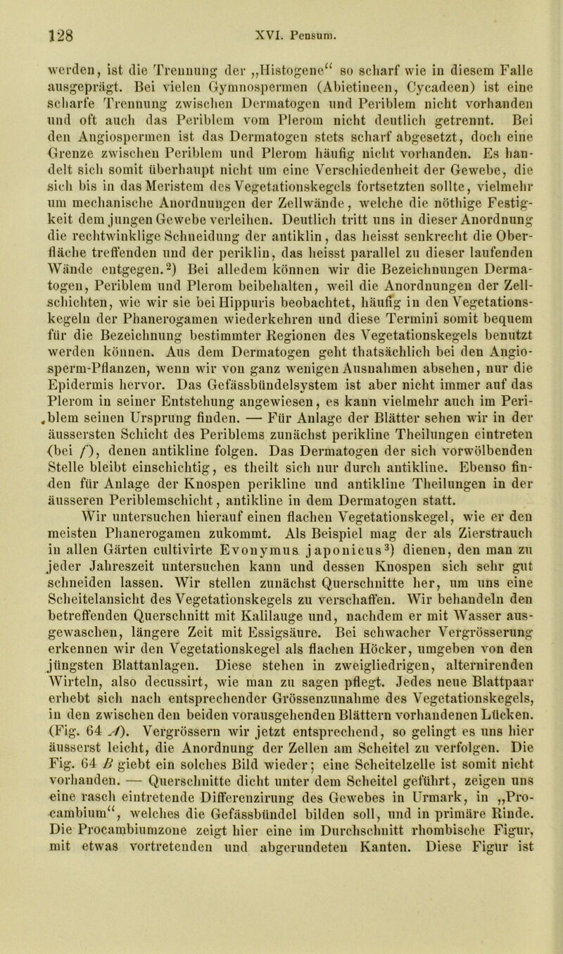 werden, ist die Trennung der „Histogene^^ so seliarf wie in diesem Falle ausgeprägt. Bei vielen Gymnospermen (Abietineen, Cycadeen) ist eine seliarfe Trennung zwiselien Dermatogen und Periblem nieht vorhanden und oft auch das Periblem vom Plerom nicht deutlich getrennt. Bei den Angiospermen ist das Dermatogen stets scharf abgesetzt, doch eine Grenze zwischen Periblem und Plerom häufig nicht vorhanden. Es han- delt sich somit überhaupt nicht um eine Verschiedenheit der Gewebe, die sieh bis in das Meristem des Vegetationskegels fortsetzten sollte, vielmehr um mechanische Anordnungen der Zellwände, welche die nöthige Festig- keit dem jungen Gewebe verleihen. Deutlich tritt uns in dieser Anordnung die rechtwinklige Schneiduug der antiklin, das heisst senkrecht die Ober- fläche treffenden und der perikliu, das heisst parallel zu dieser laufenden Wände entgegen.^) Bei alledem können wir die Bezeichnungen Derma- togen, Periblem und Plerom beibehalten, weil die Anordnungen der Zell- schichten, wie wir sie beiHippuris beobachtet, häufig in den Vegetations- kegeln der Phanerogamen wiederkehren und diese Termini somit bequem für die Bezeichnung bestimmter Regionen des Vegetationskegels benutzt werden können. Aus dem Dermatogen geht thatsächlich bei den Angio- sperm-Pflanzen, wenn wir von ganz wenigen Ausnahmen absehen, nur die Epidermis hervor. Das Gefässbündelsystem ist aber nicht immer auf das Plerom in seiner Entstehung angewiesen, es kann vielmehr auch im Peri- *blem seinen Ursprung finden. — Für Anlage der Blätter sehen wir in der äussersten Schicht des Periblems zunächst perikline Theilungen eintreten {bei /*), denen antikline folgen. Das Dermatogen der sich vorwölbenden Stelle bleibt einschichtig, es theilt sich nur durch antikline. Ebenso fin- den für Anlage der Knospen perikline und antikline Theilungen in der äusseren Periblemschicht, antikline in dem Dermatogen statt. Wir untersuchen hierauf einen flachen Vegetationskegel, wie er den meisten Phanerogamen zukommt. Als Beispiel mag der als Zierstrauch in allen Gärten cultivirte Evonymus japonicus^) dienen, den mau zu Jeder Jahreszeit untersuchen kann und dessen Knospen sich sehr gut schneiden lassen. Wir stellen zunächst Querschnitte her, um uns eine Scheitelansicht des Vegetationskegels zu verschaffen. Wir behandeln den betreffenden Querschnitt mit Kalilauge und, nachdem er mit Wasser aus- gewaschen, längere Zeit mit Essigsäure. Bei schwacher Vergrösserung erkennen wir den Vegetationskegel als flachen Höcker, umgeben von den jüngsten Blattanlagen. Diese stehen in zweigliedrigen, alternirenden Wirteln, also decussirt, wie man zu sagen pflegt. Jedes neue Blattpaar erhebt sich nach entsprechender Grössenzunahme des Vegetationskegels, in den zwischen den beiden vorausgehenden Blättern vorhandenen Lücken. (Fig. 64 ^/). Vergrössern wir jetzt entsprechend, so gelingt es uns hier äusserst leicht, die Anordnung der Zellen am Scheitel zu verfolgen. Die Fig. 64 B giebt ein solches Bild wieder; eine Scheitelzelle ist somit nicht vorhanden. — Querschnitte dicht unter dem Scheitel geführt, zeigen uns eine rasch eintretende Differenzirung des Gewebes in Urmark, in „Pro- cambium“, welches die Gefässbündel bilden soll, und in primäre Rinde. Die Procambiumzone zeigt hier eine im Durchschnitt rhombische Figur, mit etwas vortreteuden und abgerundeten Kanten. Diese Figur ist