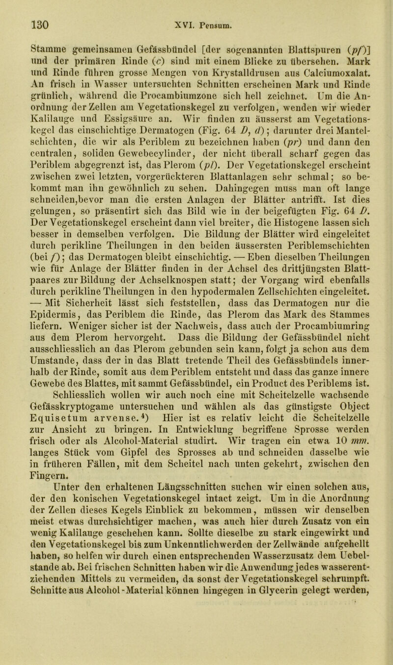 Stamme gemeinsamen Gefässbündel [der sogenannten Blattspiiren (/?/')] nnd der primären Rinde (c) sind mit einem Blicke zu übersehen. Mark und Rinde führen grosse Mengen von Krystalldrusen aus Calciumoxalat. An frisch in Wasser untersuchten Schnitten erscheinen Mark und Rinde grünlich y während die Procambiumzone sich hell zeichnet. Um die An- ordnung der Zellen am Vegetationskegel zu verfolgen, wenden wir wieder Kalilauge und Essigsäure an. Wir finden zu äusserst am Vegetations- kegel das einschichtige Dermatogen (Fig. 64 d); darunter drei Mantel- schichten, die wir als Periblem zu bezeichnen liaben (/?r) und dann den centralen, soliden Gewebecylinder, der nicht überall scharf gegen das Periblem abgegrenzt ist, dasPlerom (/?/). Der Vegetationskegel erscheint zwischen zwei letzten, vorgerückteren Blattanlagen sehr schmal; so be- kommt man ihn gewöhnlich zu sehen. Dahingegen muss man oft lange schneiden,bevor man die ersten Anlagen der Blätter antrifft. Ist dies gelungen, so präsentirt sich das Bild wie in der beigefügten Fig. 64 D, Der Vegetationskegel erscheint dann viel breiter, dieHistogene lassen sich besser in demselben verfolgen. Die Bildung der Blätter wird eingeleitet durch perikline Theilungeu in den beiden äussersten Periblemschichten (bei /); das Dermatogen bleibt einschichtig. — Eben dieselben Theilungen wie für Anlage der Blätter finden in der Achsel des drittjüngsten Blatt- paares zur Bildung der Achselknospen statt; der Vorgang wird ebenfalls durch perikline Theilungen in den hypodermalen Zellschichten eingeleitet. — Mit Sicherheit lässt sich feststellen, dass das Dermatogen nur die Epidermis, das Periblem die Rinde, das Plerom das Mark des Stammes liefern. Weniger sicher ist der Nachweis, dass auch der Procambiumring aus dem Plerom hervorgeht. Dass die Bildung der Gefässbündel nicht ausschliesslich an das Plerom gebunden sein kann, folgt ja schon aus dem Umstande, dass der in das Blatt tretende Theil des Gefässbündels inner- halb der Rinde, somit aus dem Periblem entsteht und dass das ganze innere Gewebe des Blattes, mit sammt Gefässbündel, ein Product des Periblems ist. Schliesslich wollen wir auch noch eine mit Scheitelzelle wachsende Gefässkryptogame untersuchen und wählen als das günstigste Object Equisetum arvense.Hier ist es relativ leicht die Scheitelzelle zur Ansicht zu bringen. In Entwicklung begriffene Sprosse werden frisch oder als Alcohol-Material studirt. Wir tragen ein etwa 10 mm. langes Stück vom Gipfel des Sprosses ab und schneiden dasselbe wie in früheren Fällen, mit dem Scheitel nach unten gekehrt, zwischen den Fingern. Unter den erhaltenen Längsschnitten suchen wir einen solchen aus, der den konischen Vegetationskegel intact zeigt. Um in die Anordnung der Zellen dieses Kegels Einblick zu bekommen, müssen wir denselben meist etwas durchsichtiger machen, was auch hier durch Zusatz von ein wenig Kalilauge geschehen kann. Sollte dieselbe zu stark eingewirkt und den Vegetationskegel bis zum Unkenntlichwerden der Zellwände aufgehellt haben, so helfen wir durch einen entsprechenden Wasserzusatz dem Uebel- stande ab. Bei frischen Schnitten haben wir die Anwendung jedes wasserent- ziehenden Mittels zu vermeiden, da sonst der Vegetationskegel schrumpft. Schnitte aus Alcohol-Material können hingegen in Glycerin gelegt werden,