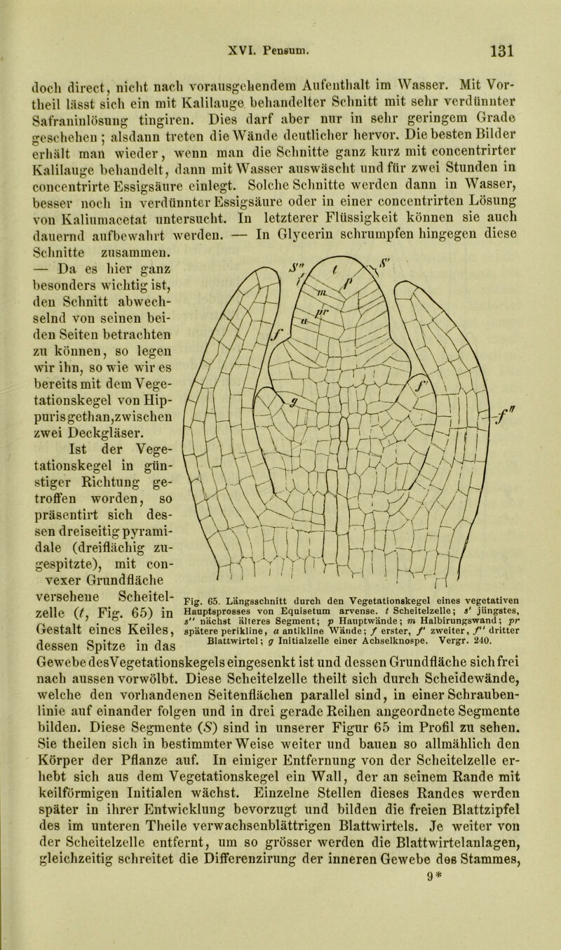 (loch direct, niclit nach voraiisgehendem Aufeiitlialt im Wasser. Mit Vor- theil lässt sich ein mit Kalilauge behandelter Schnitt mit sehr verdünnter Safraninlösnng tingiren. Dies darf aber nur in sehr geringem Grade geschehen 5 alsdann treten die Wände deutlicher hervor. Diebesten Bilder erhält man wieder, wenn man die Schnitte ganz kurz mit concentrirter Kalilauge behandelt, dann mit Wasser auswäscht und für zwei Stunden in concentrirte Essigsäure einlegt. Solche Schnitte werden dann in Wasser, besser noch in verdünnter Essigsäure oder in einer concentrirten Lösung von Kaliumacetat untersucht. In letzterer Flüssigkeit können sie auch dauernd aufbewahrt werden. — In Glycerin schrumpfen hingegen diese Schnitte zusammen. — Da es hier ganz besonders wichtig ist, den Schnitt abwech- selnd von seinen bei- den Seiten betrachten zu können, so legen wir ihn, so wie wir es bereits mit dem Vege- tationskegel von Hip- puris gethan,z wischen zwei Deckgläser. Ist der Vege- tationskegel in gün- stiger Richtung ge- troffen worden, so präsentirt sich des- sen dreiseitig pyrami- dale (dreiflächig zu- gespitzte), mit con- vexer Grundfläche versehene Scheitel- zelle {tj Fig. 65) in Gestalt eines Keiles, dessen Spitze in das Gewebe desVegetationskegels eingesenkt ist und dessen Grundfläche sich frei nach aussen vorwölbt. Diese Scheitelzelle theilt sich durch Scheidewände, welche den vorhandenen Seitenflächen parallel sind, in einer Schrauben- linie auf einander folgen und in drei gerade Reihen angeordnete Segmente bilden. Diese Segmente {S) sind in unserer Figur 65 im Profil zu sehen. Sie theilen sich in bestimmter Weise weiter und bauen so allmählich den Körper der Pflanze auf. In einiger Entfernung von der Scheitelzelle er- hebt sich aus dem Vegetationskegel ein Wall, der an seinem Rande mit keilförmigen Initialen wächst. Einzelne Stellen dieses Randes werden später in ihrer Entwicklung bevorzugt und bilden die freien Blattzipfel des im unteren Theile verwachsenblättrigen Blattwirtels. Je weiter von der Scheitelzelle entfernt, um so grösser werden die Blattwirtelanlagen, gleichzeitig schreitet die Differenzirung der inneren Gewebe des Stammes, 9* Fig. 65. Längsschnitt durch den Vegetationskegel eines vegetativen Hauptsprosses von Equisetum arvense. t Scheitelzelle; s‘ jüngstes, s nächst älteres Segment; p Hauptwände; m Halbirungswand; pr spätere perikline, a antikline Wände; / erster, /' zweiter, / dritter Blattwirtel; g Initialzelle einer Achselknospe. Vergr. 240.